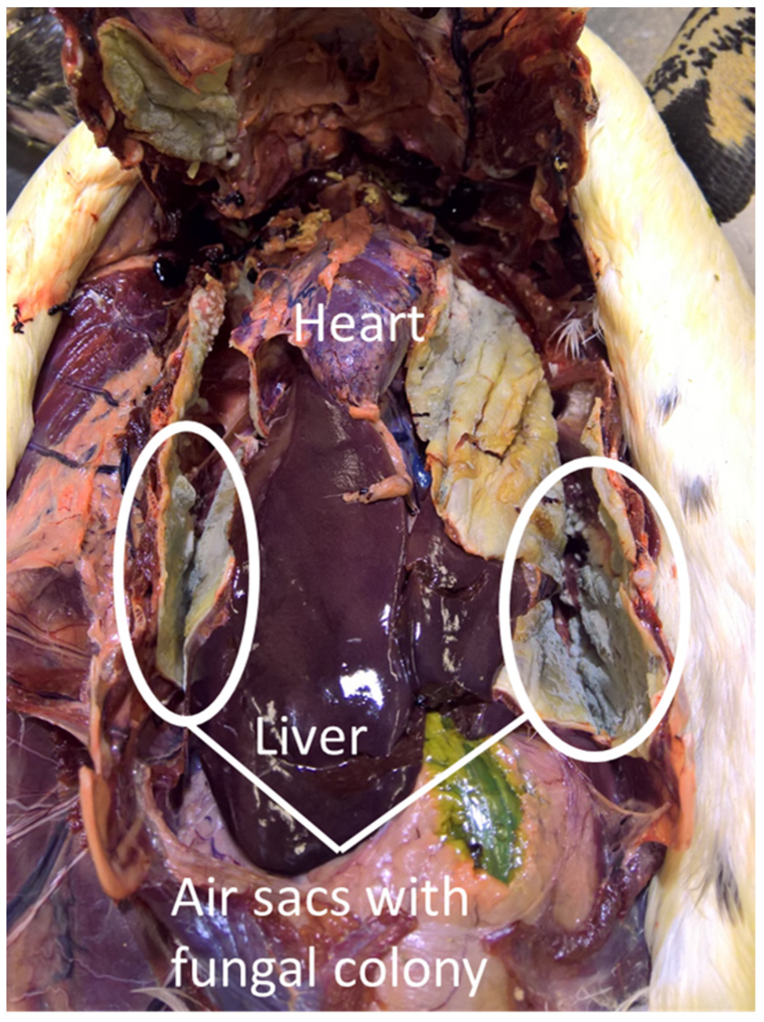 Antibiotics 12 00584 g005