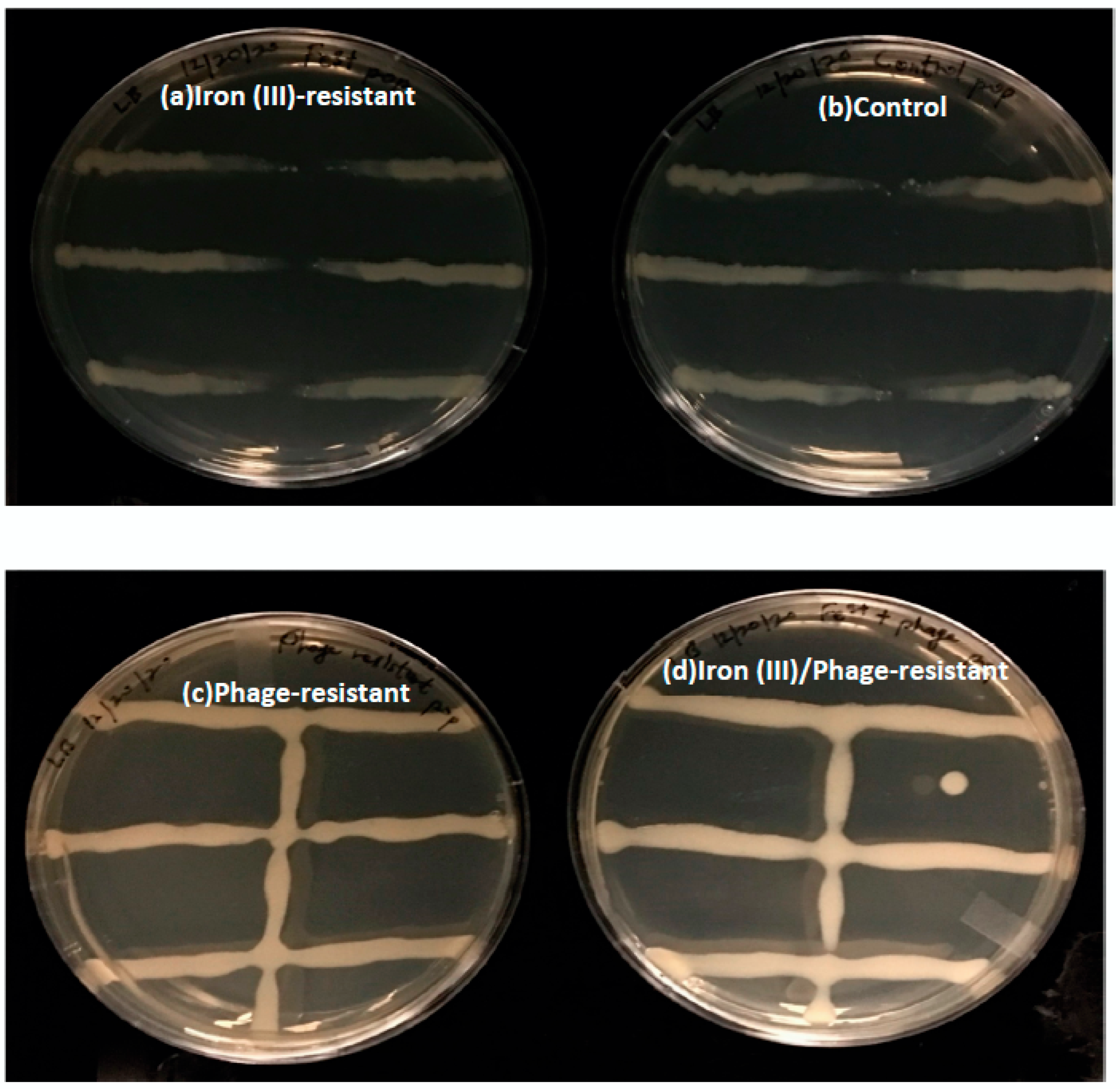 Antibiotics 12 00603 g005 Antibiotics 12 00603 g005