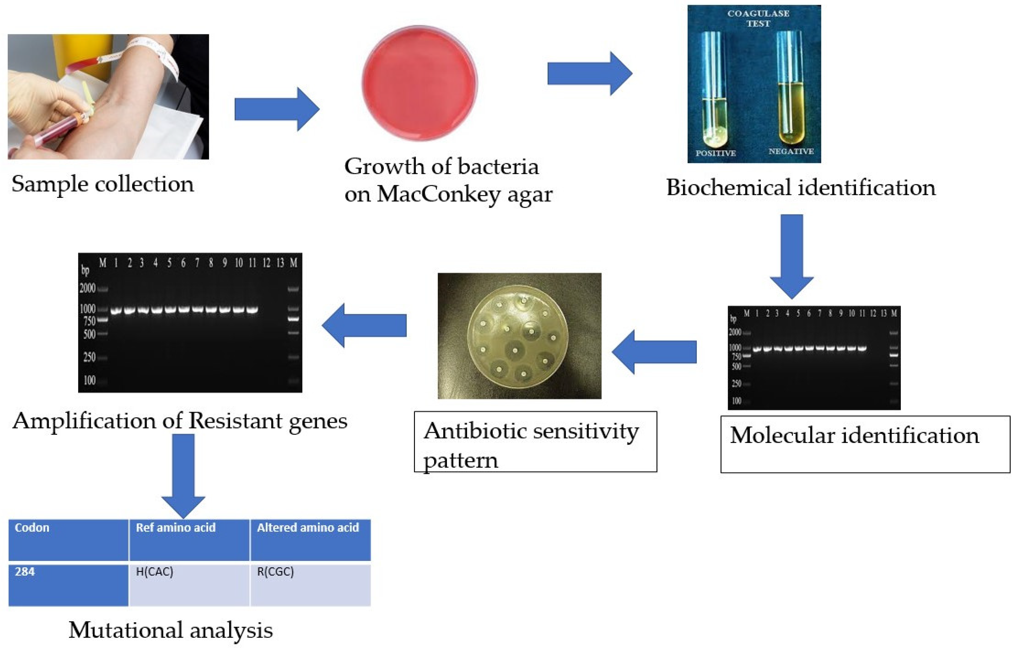 Antibiotics 12 00617 sch001 Antibiotics 12 00617 sch001
