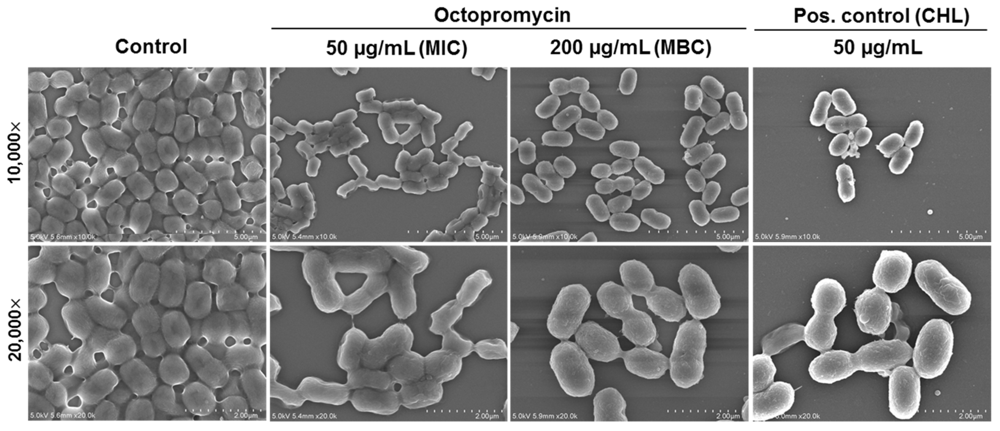 Antibiotics 12 00623 g001 Antibiotics 12 00623 g001