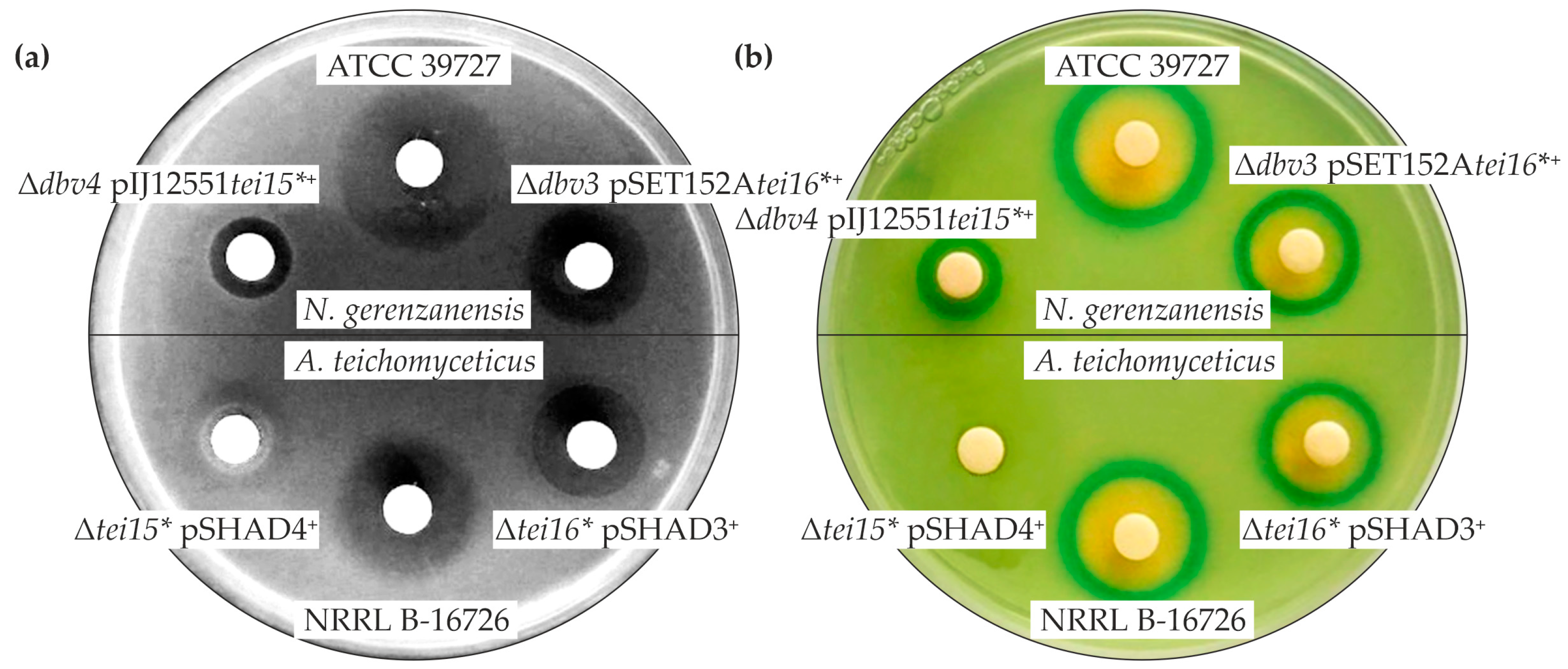Antibiotics 12 00641 g003