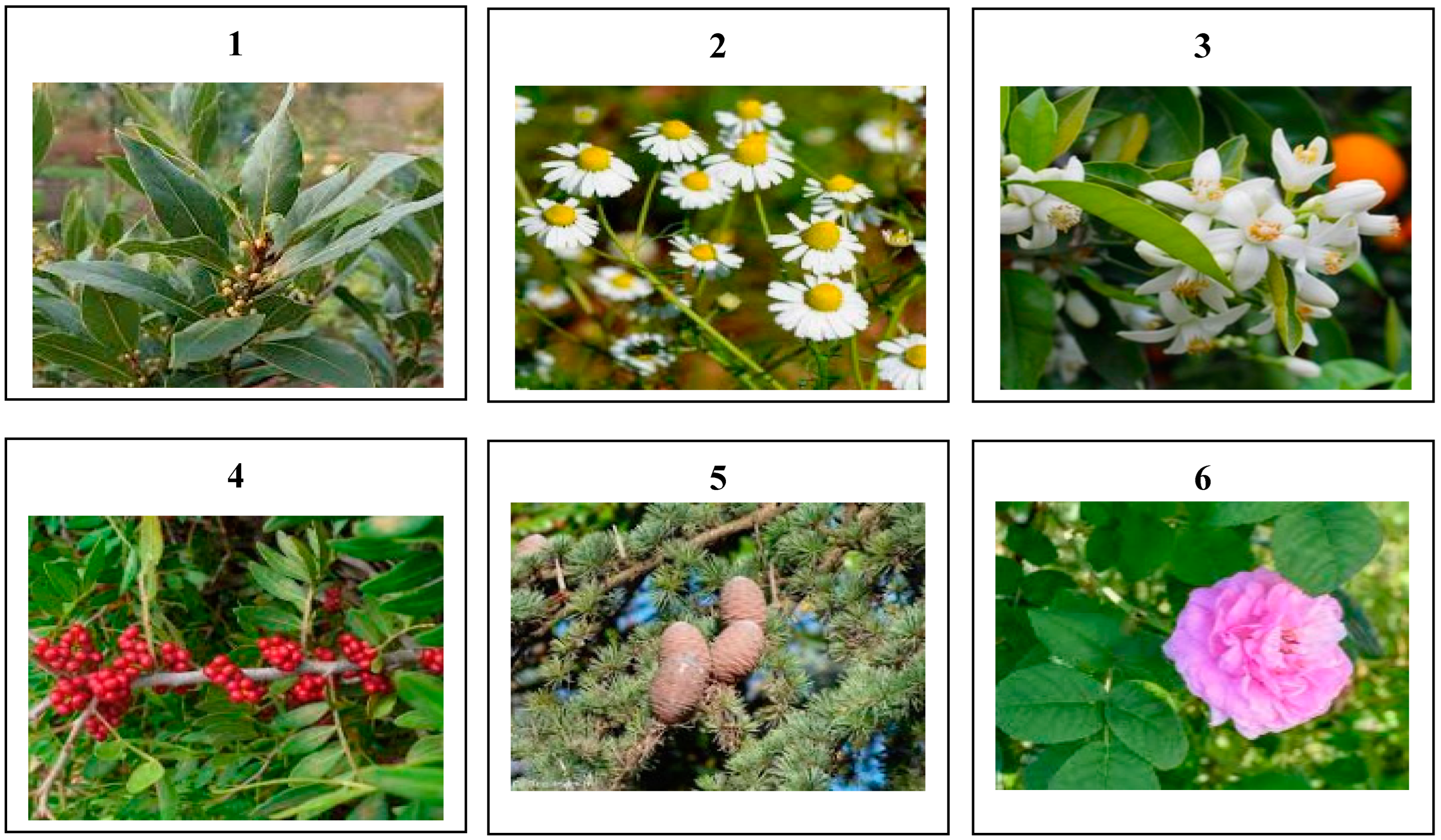 Antibiotics 12 00721 g007