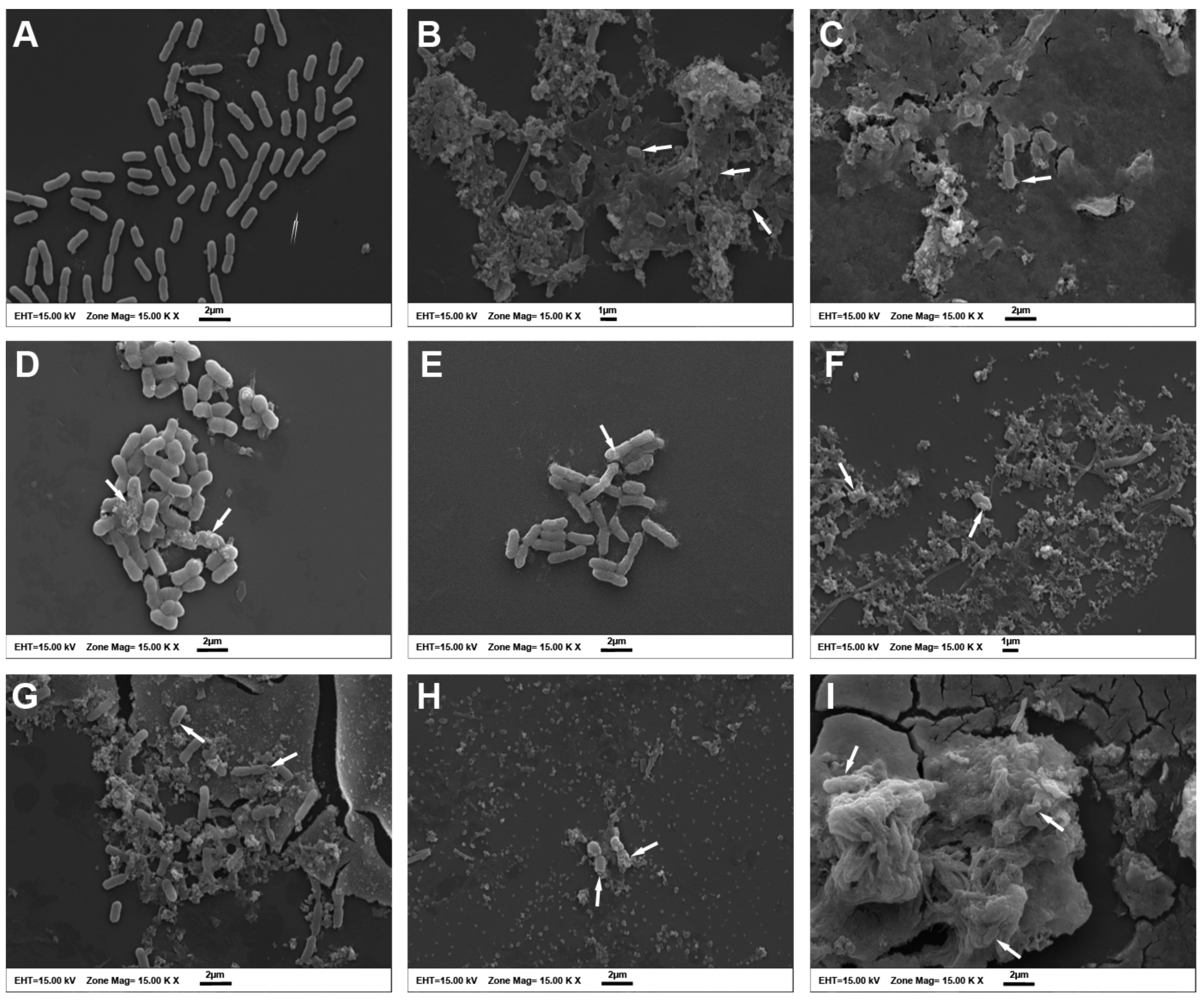 Antibiotics 12 00739 g003 Antibiotics 12 00739 g003