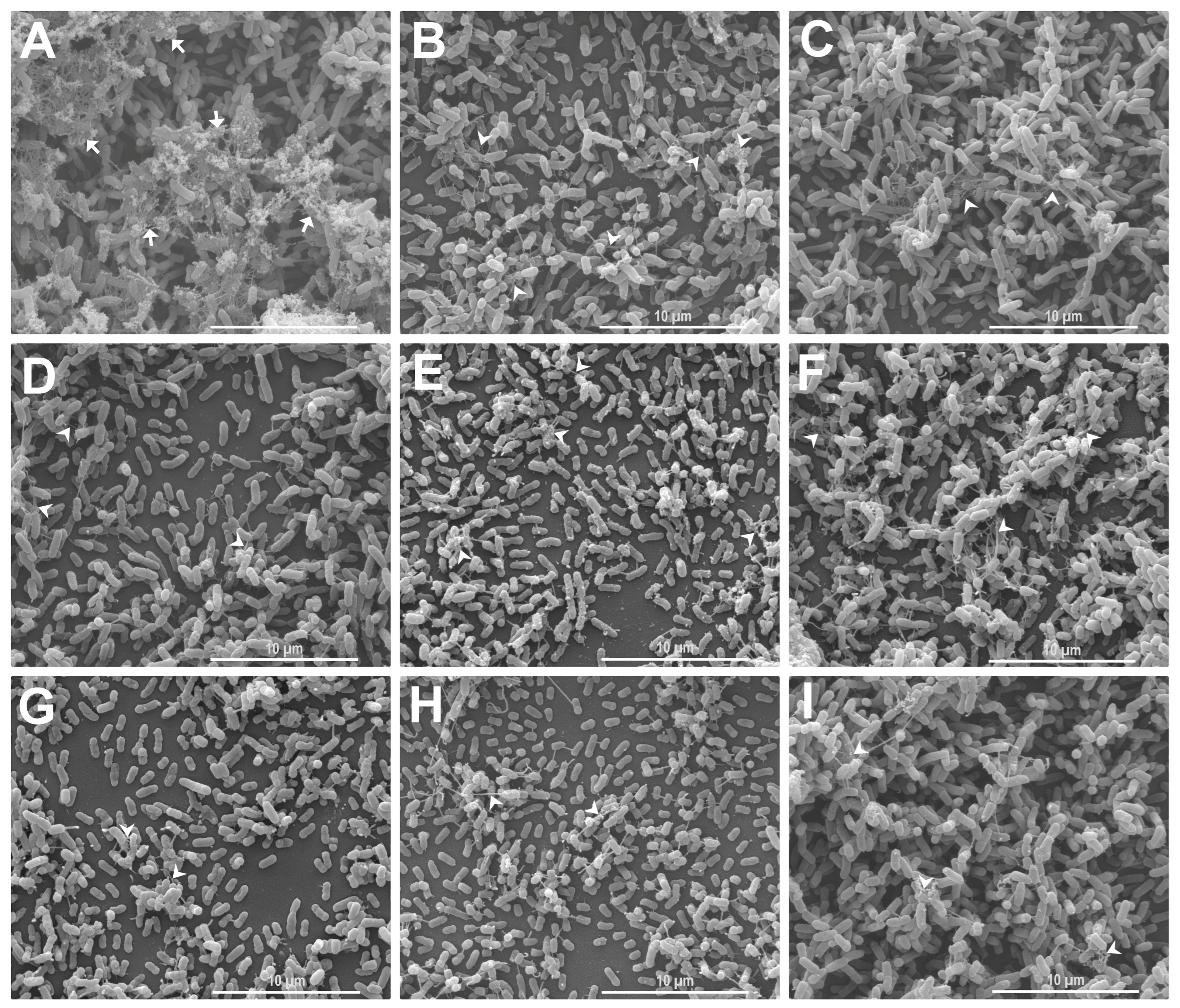 Antibiotics 12 00756 g003