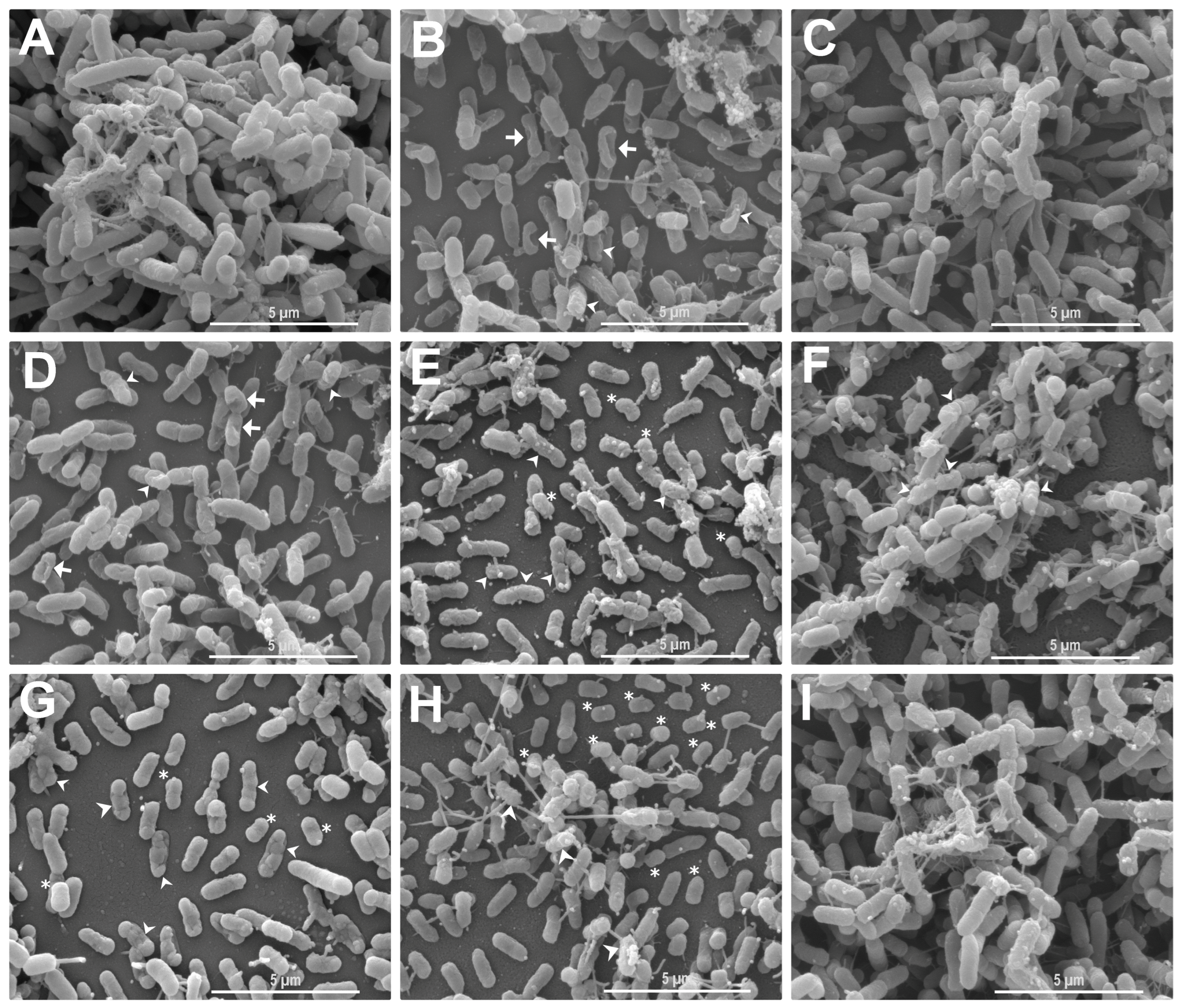 Antibiotics 12 00756 g004