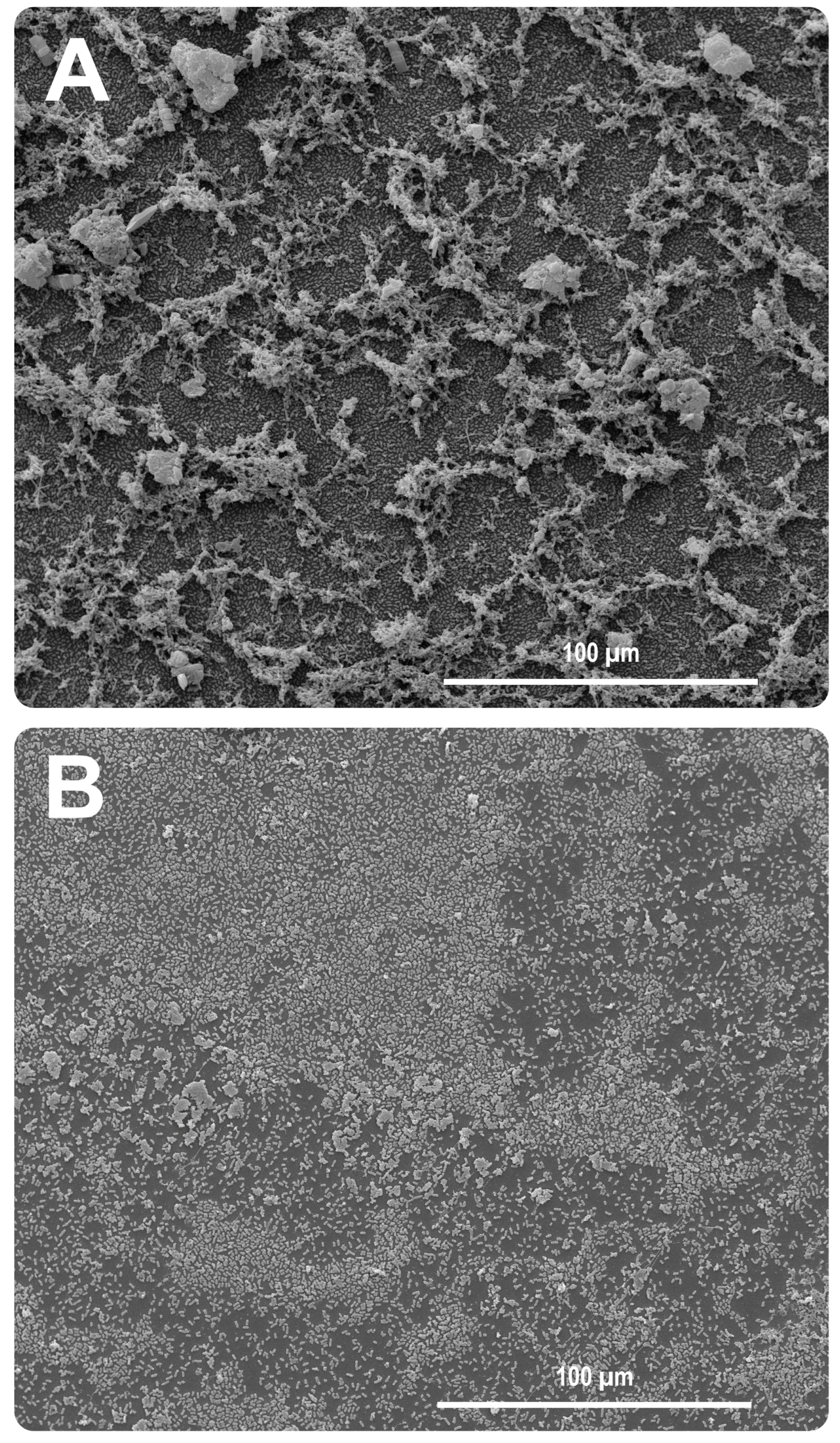 Antibiotics 12 00756 g005