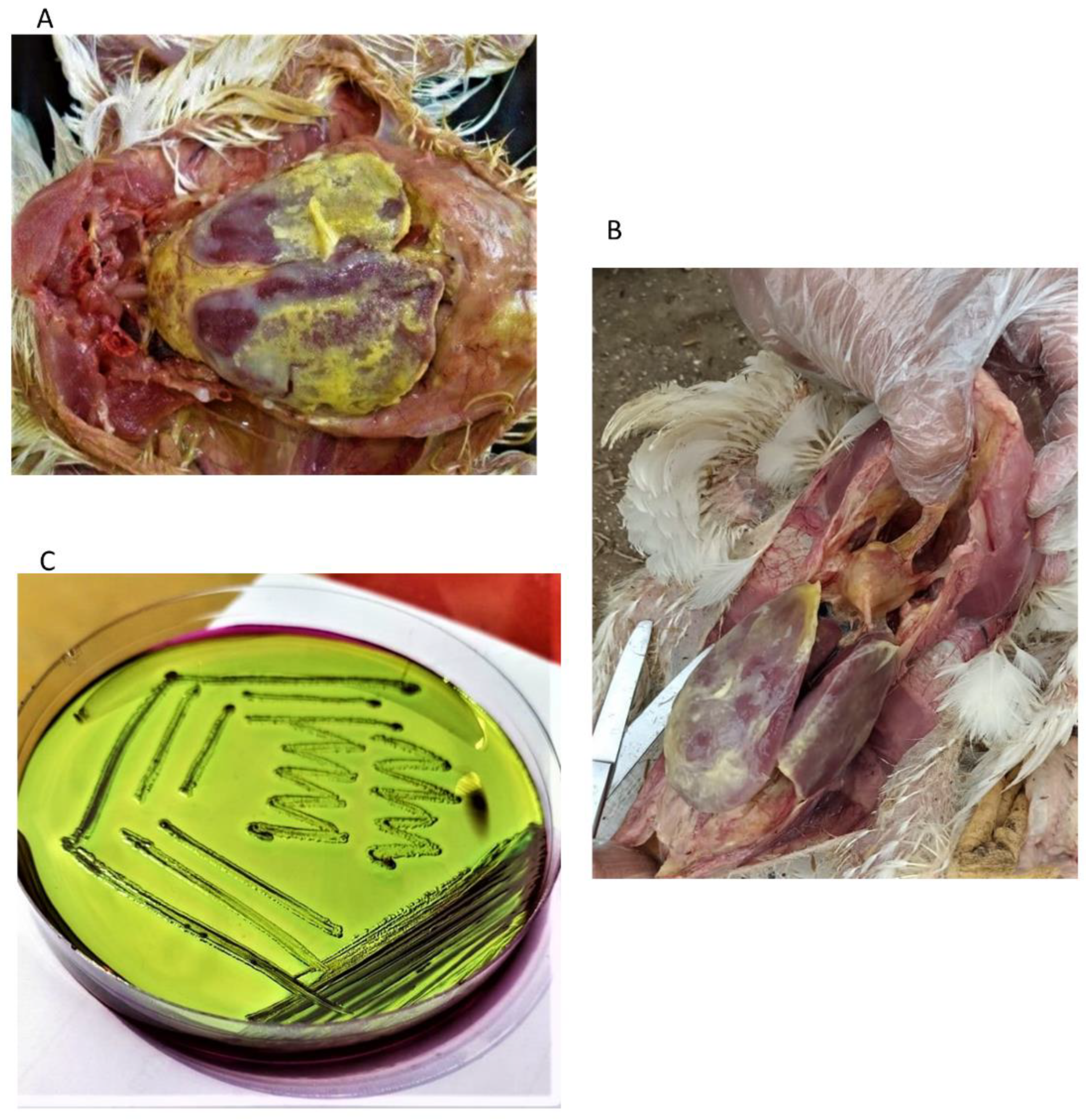 Antibiotics 12 00812 g003 Antibiotics 12 00812 g003