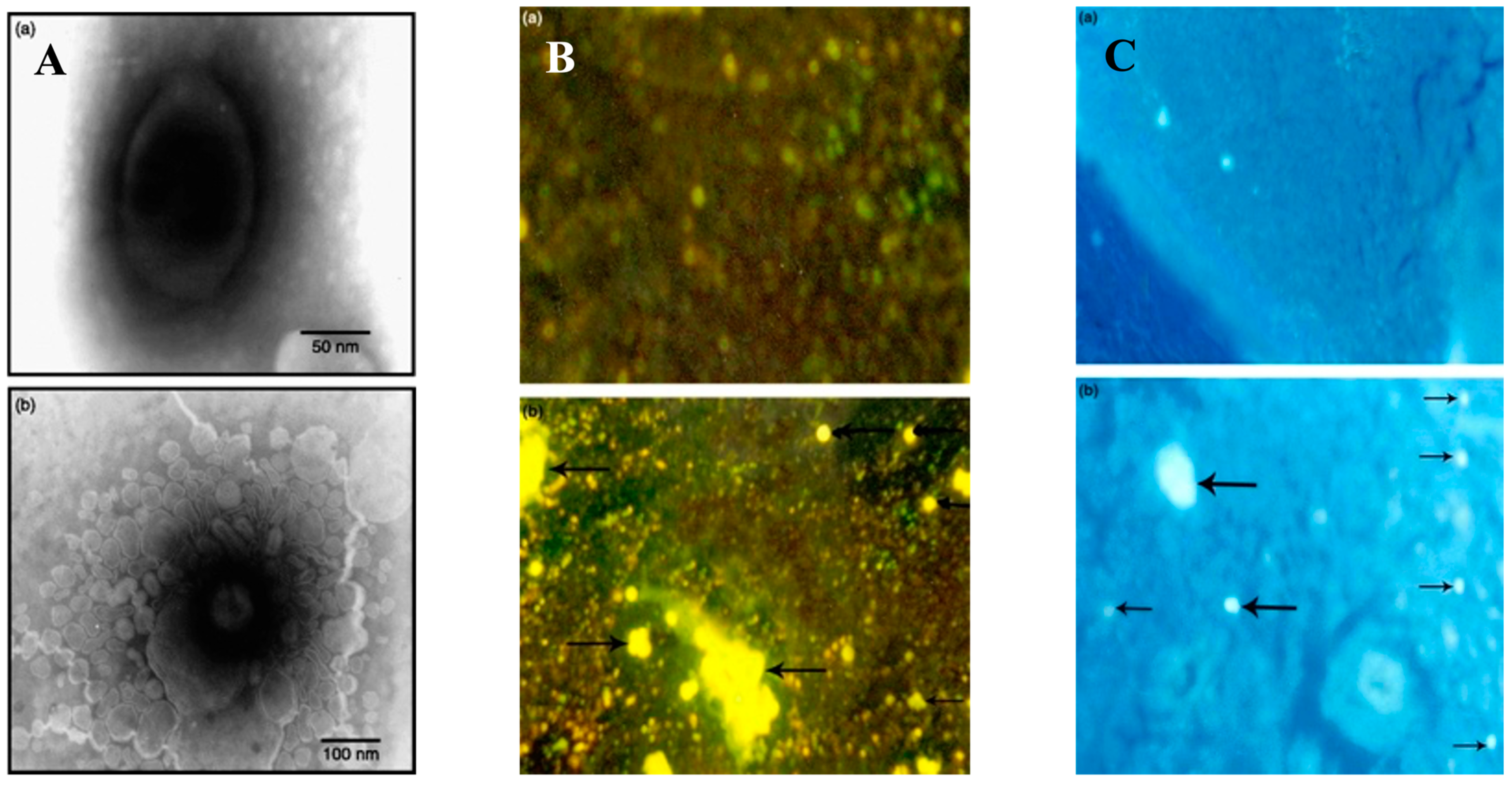 Antibiotics 12 00822 g012 Antibiotics 12 00822 g012