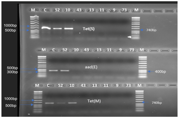 Antibiotics 12 00843 g001 Antibiotics 12 00843 g001