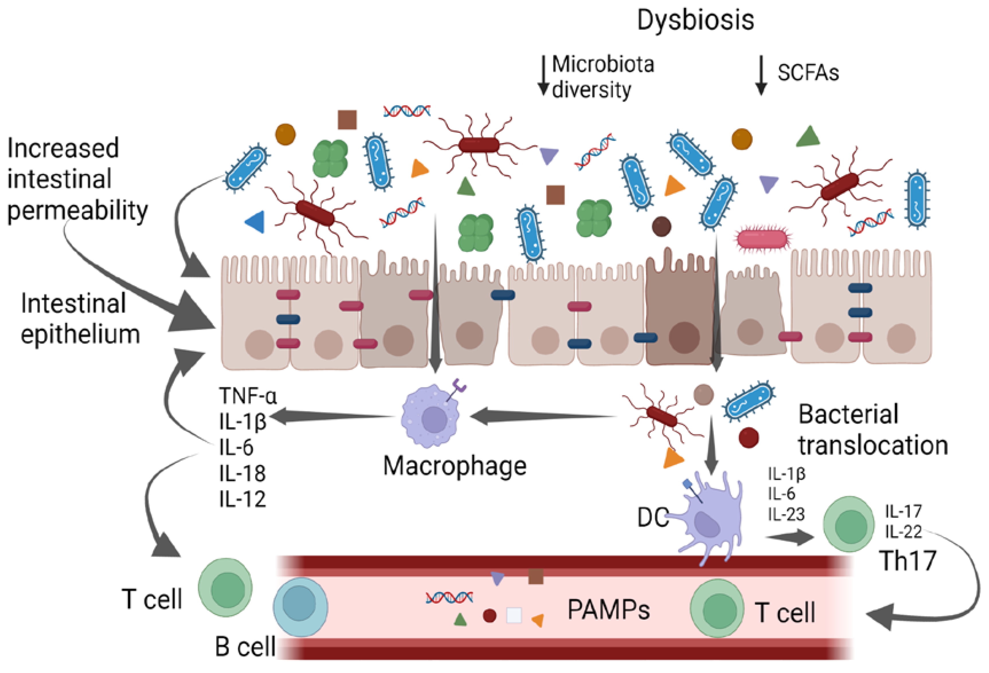 Diversity of Saccharomyces boulardii CNCM I-745 mechanisms of action  against intestinal infections