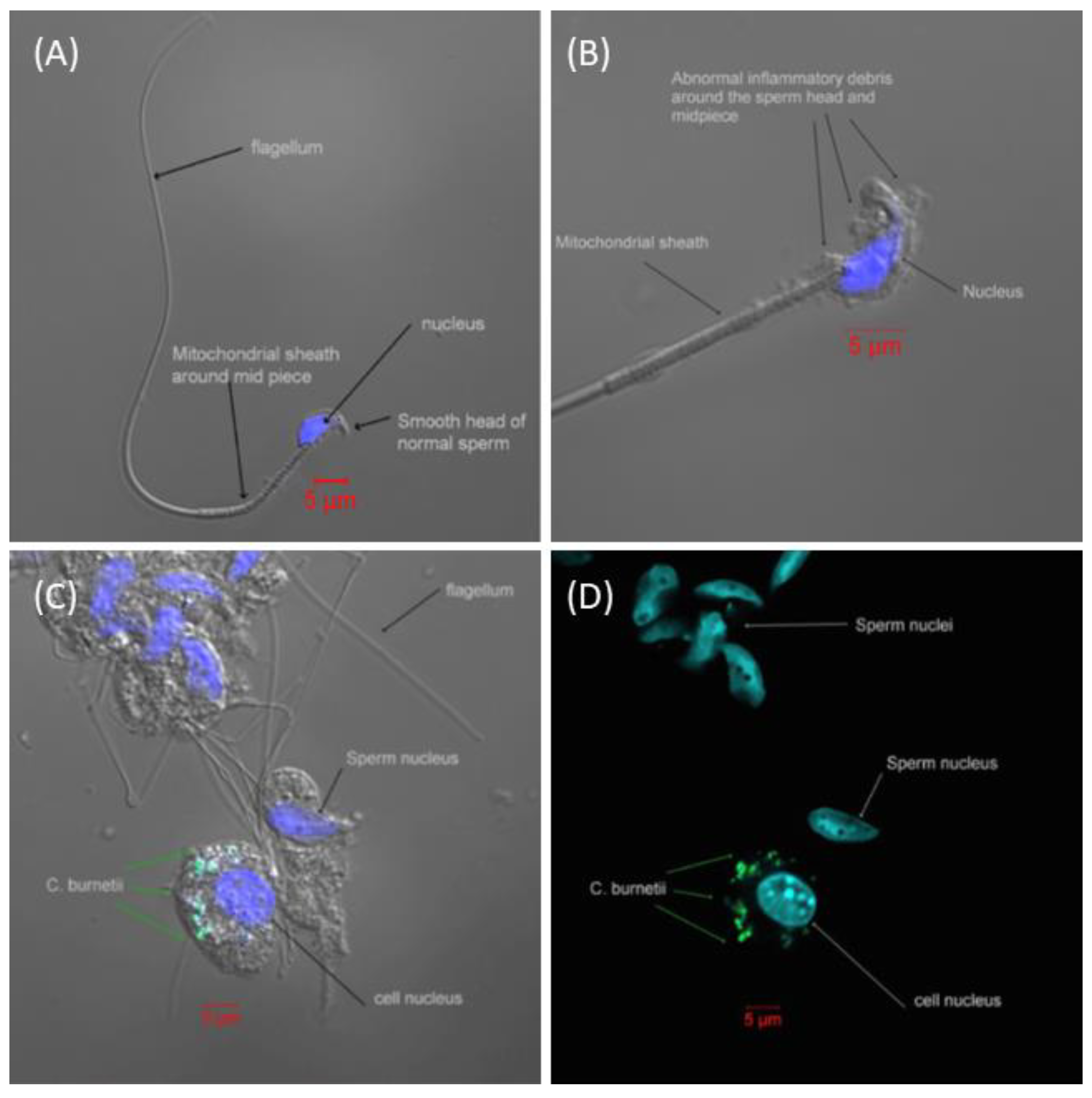 Antibiotics 12 00914 g003 Antibiotics 12 00914 g003
