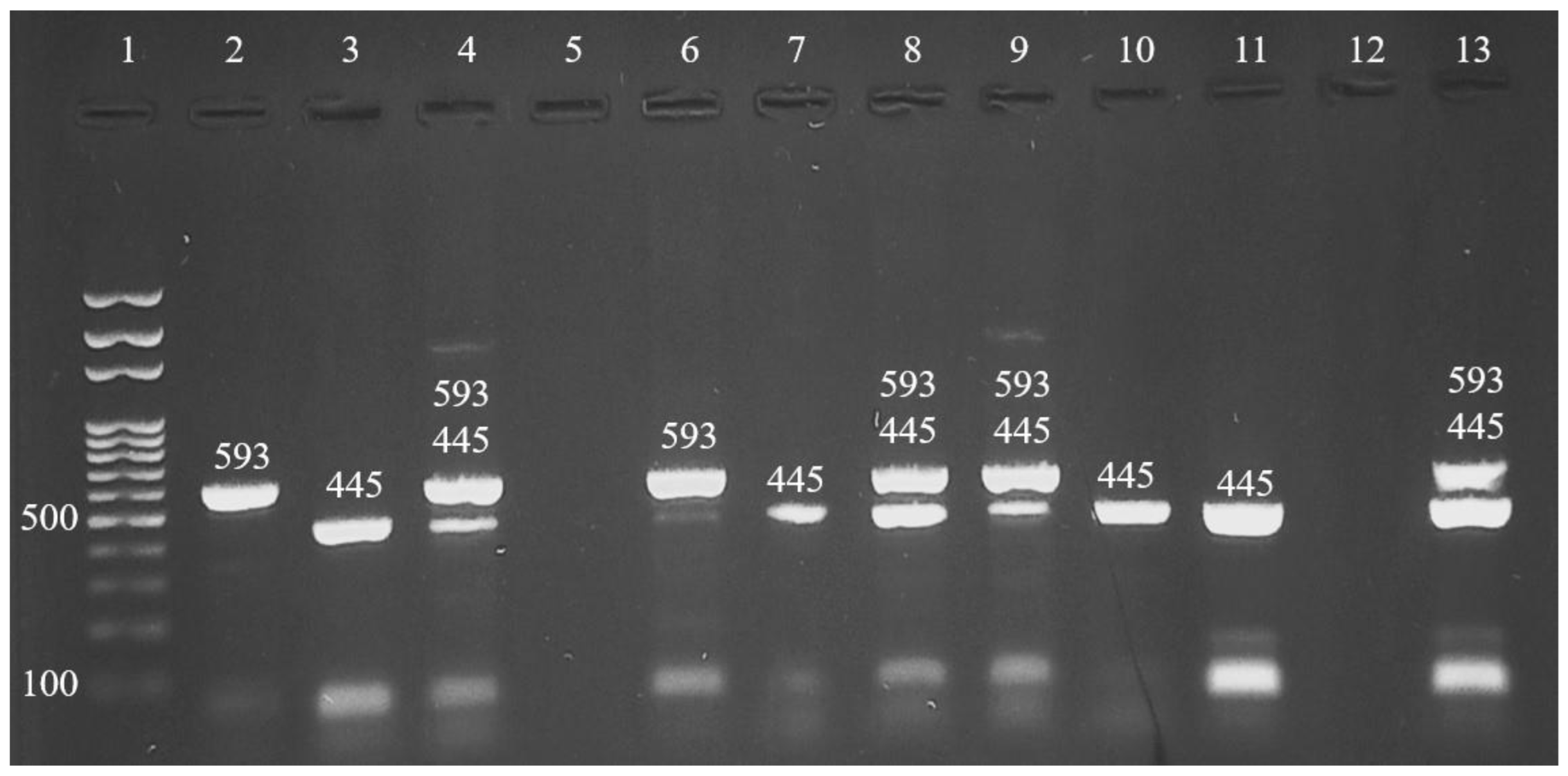 Antibiotics 12 00934 g001
