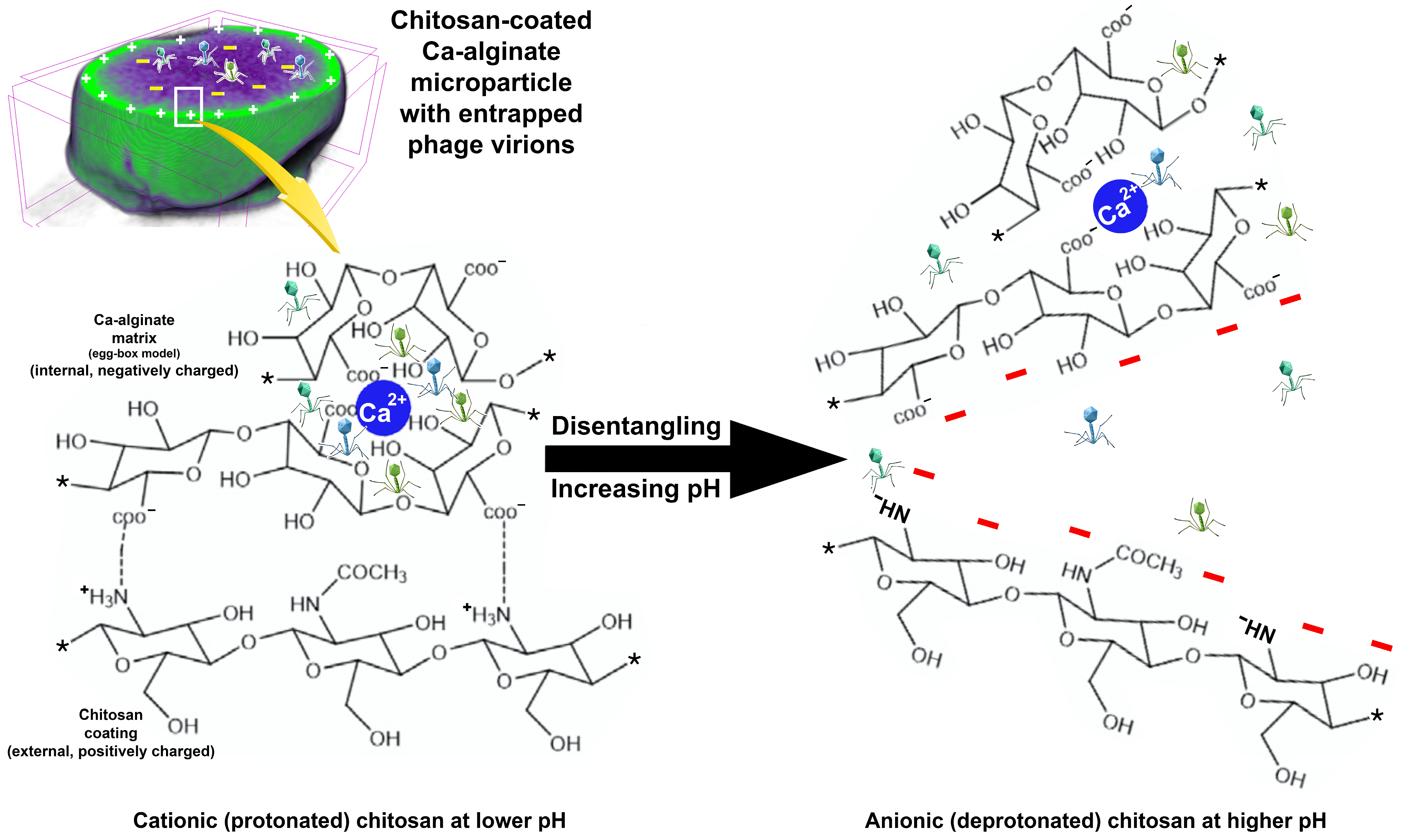 Antibiotics 12 00988 g010 Antibiotics 12 00988 g010