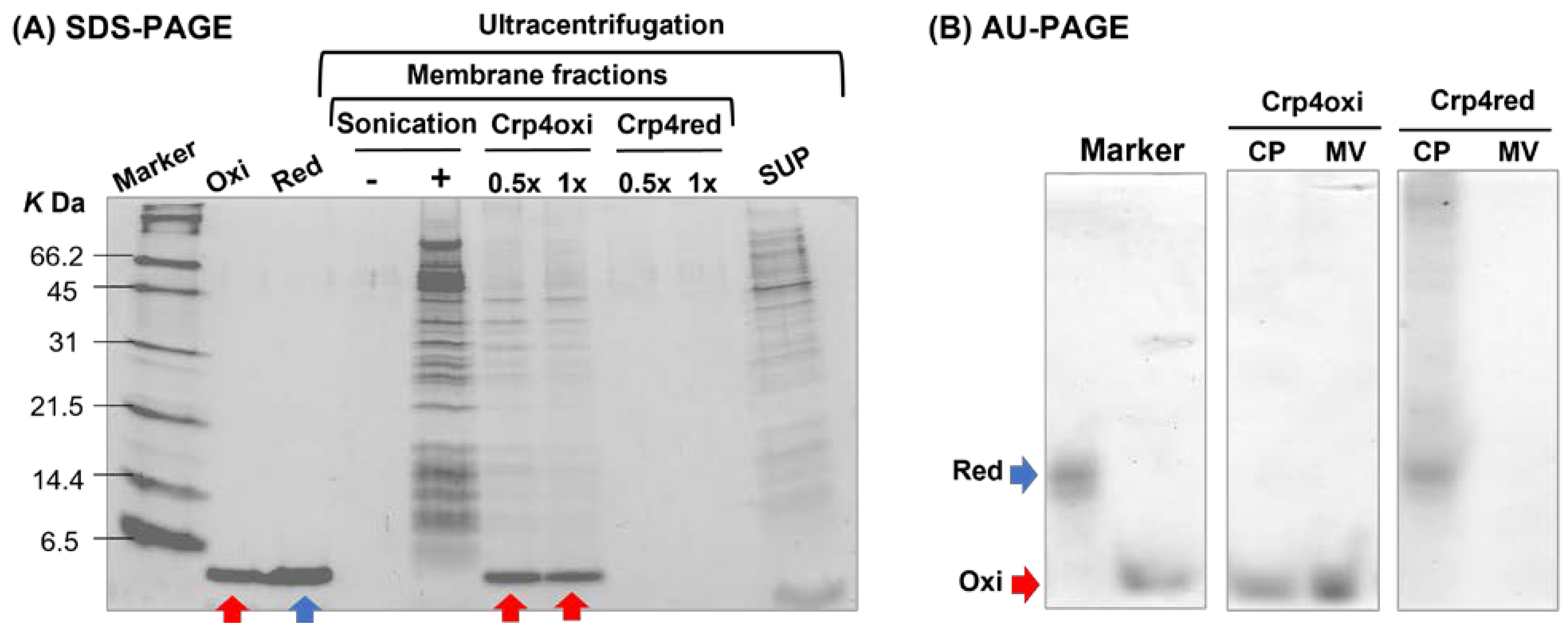 Antibiotics 12 01047 g005 Antibiotics 12 01047 g005