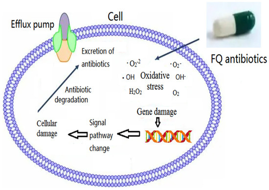 Molecular Aspects of Gall Formation Induced by Mites and Insects
