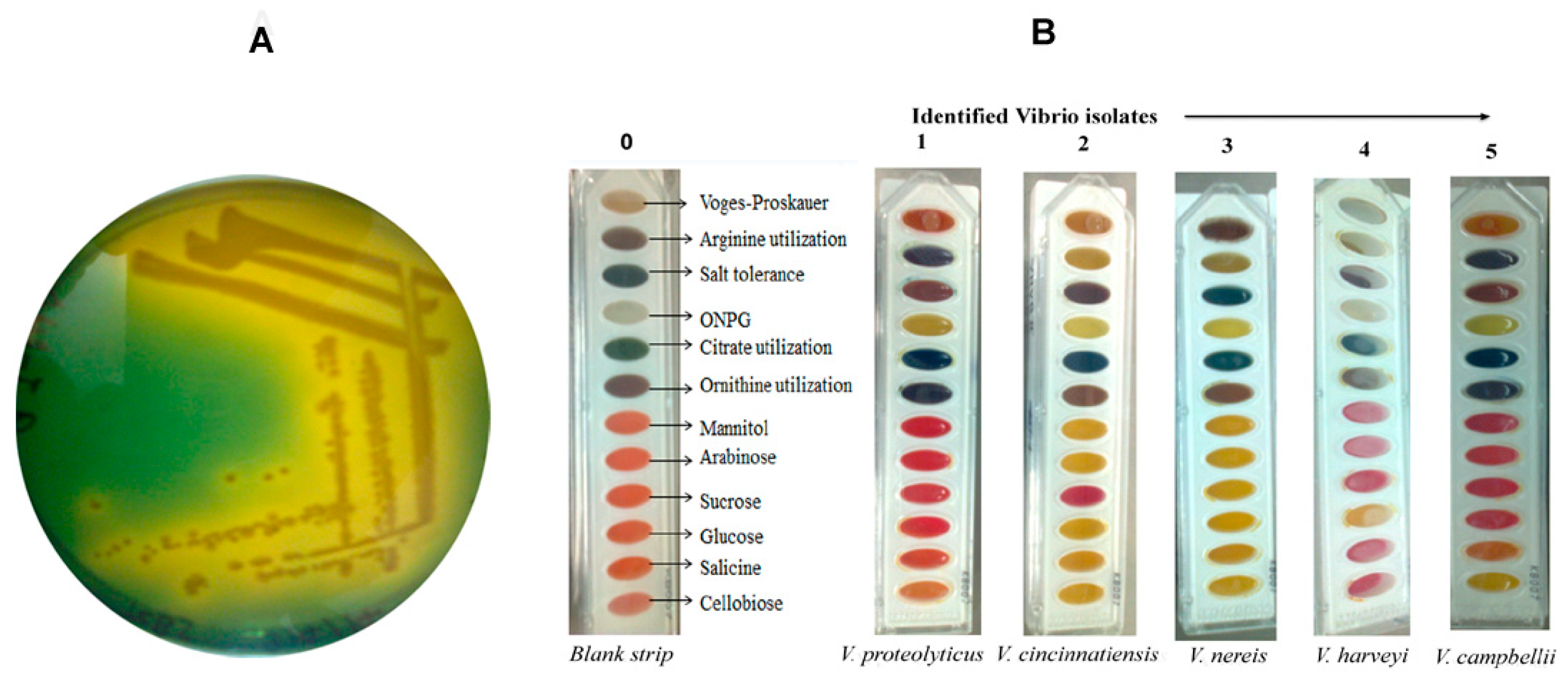 Antibiotics Free FullText Evidence of Antibiotic Resistance and