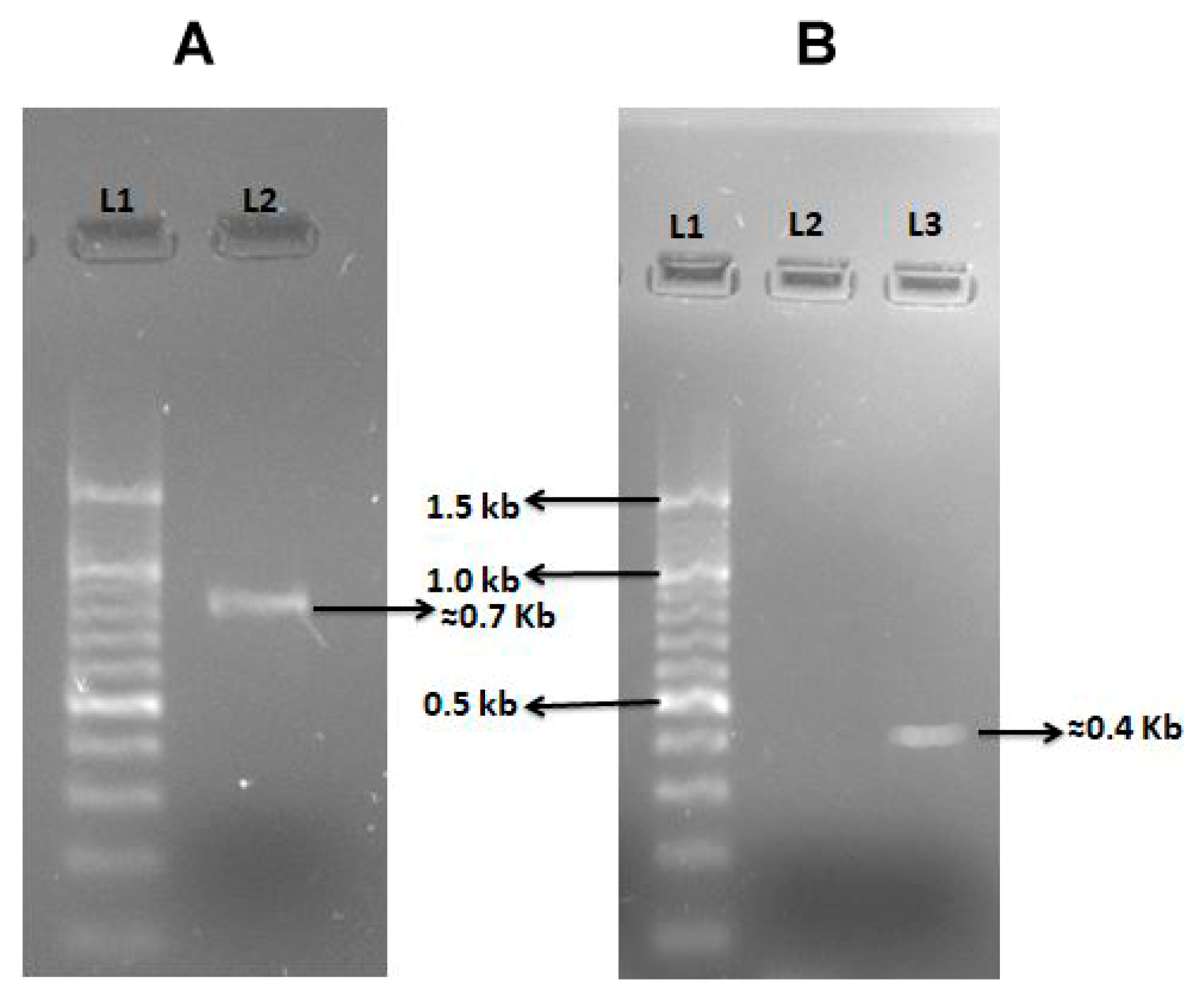 Antibiotics 12 01062 g003 Antibiotics 12 01062 g003