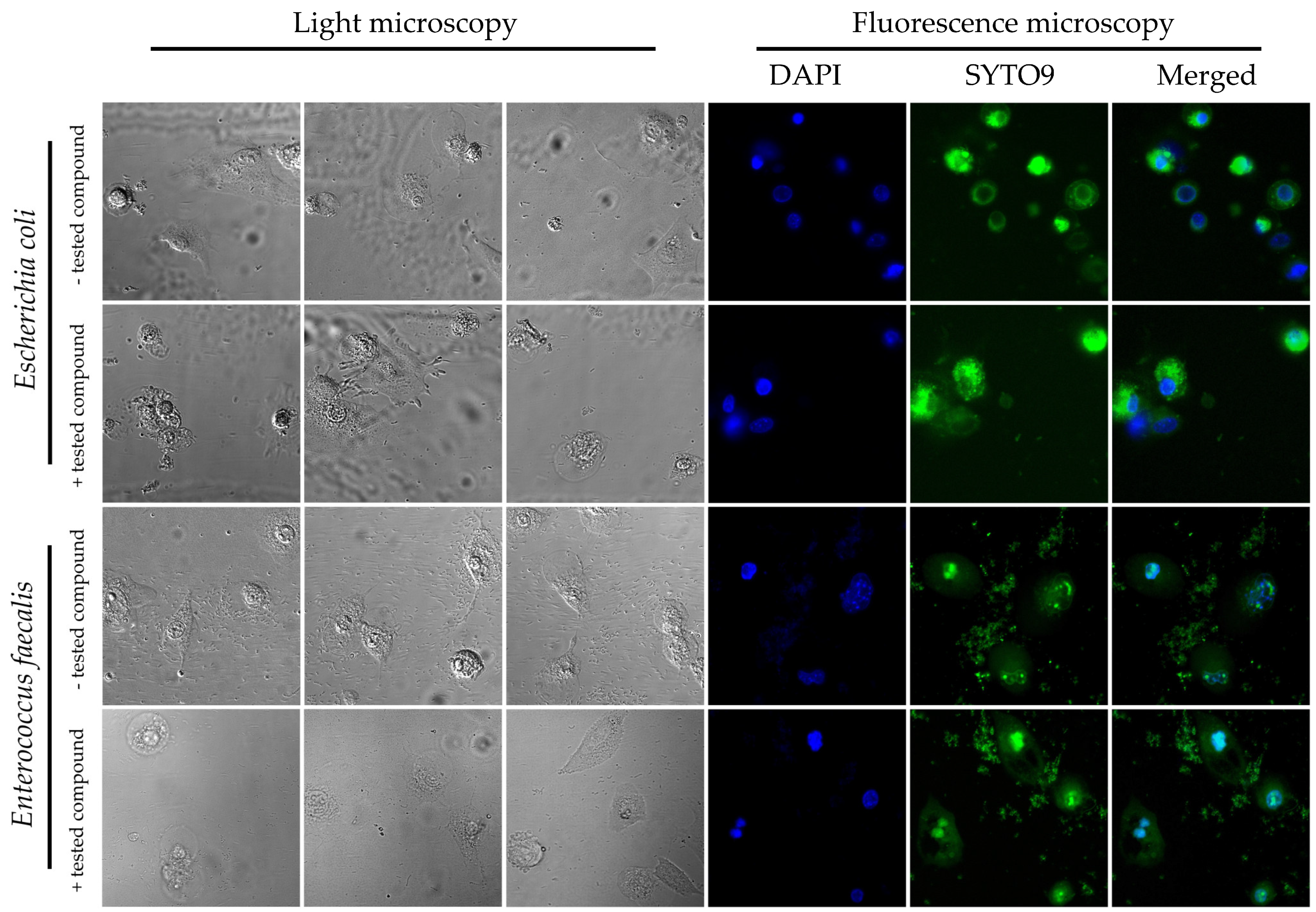 Antibiotics 12 01076 g003