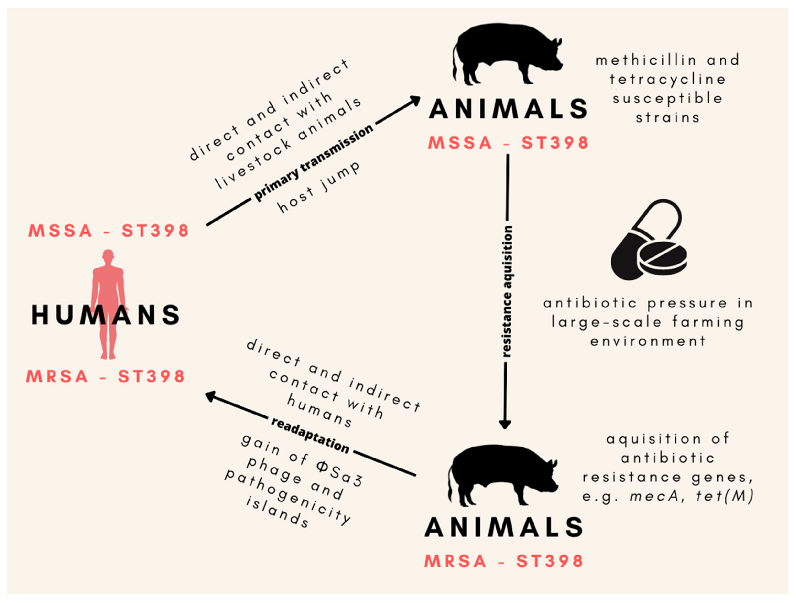 Antibiotics 12 01079 g001