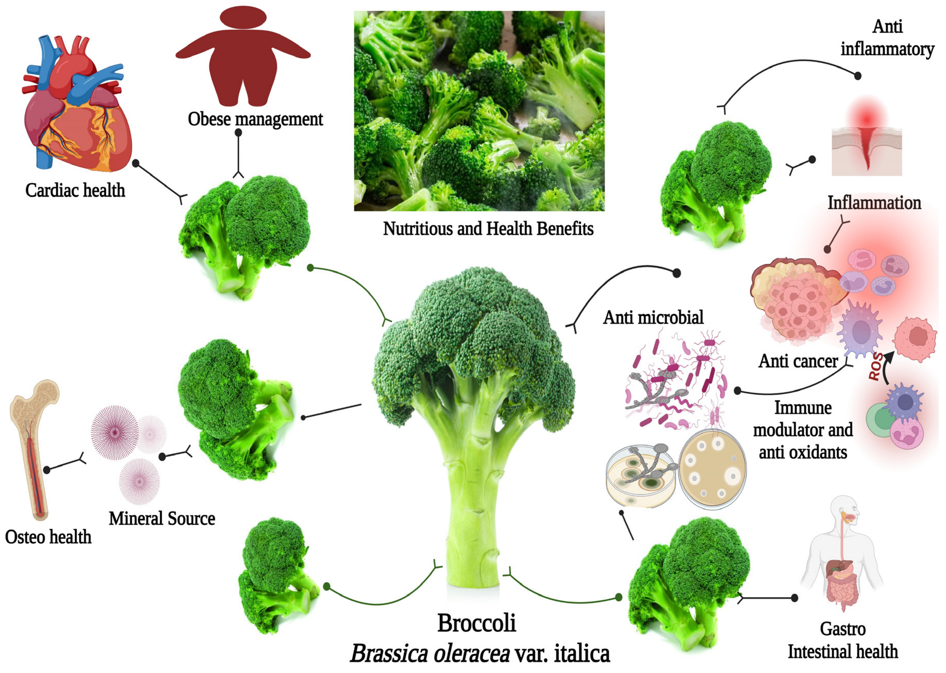 Its Review In-Depth Abilities, Attributes, Antimicrobial Nutritional | Antibiotics Health: Anti-inflammatory An Broccoli: and Multi-Faceted of Free | A for Full-Text Properties Vegetable