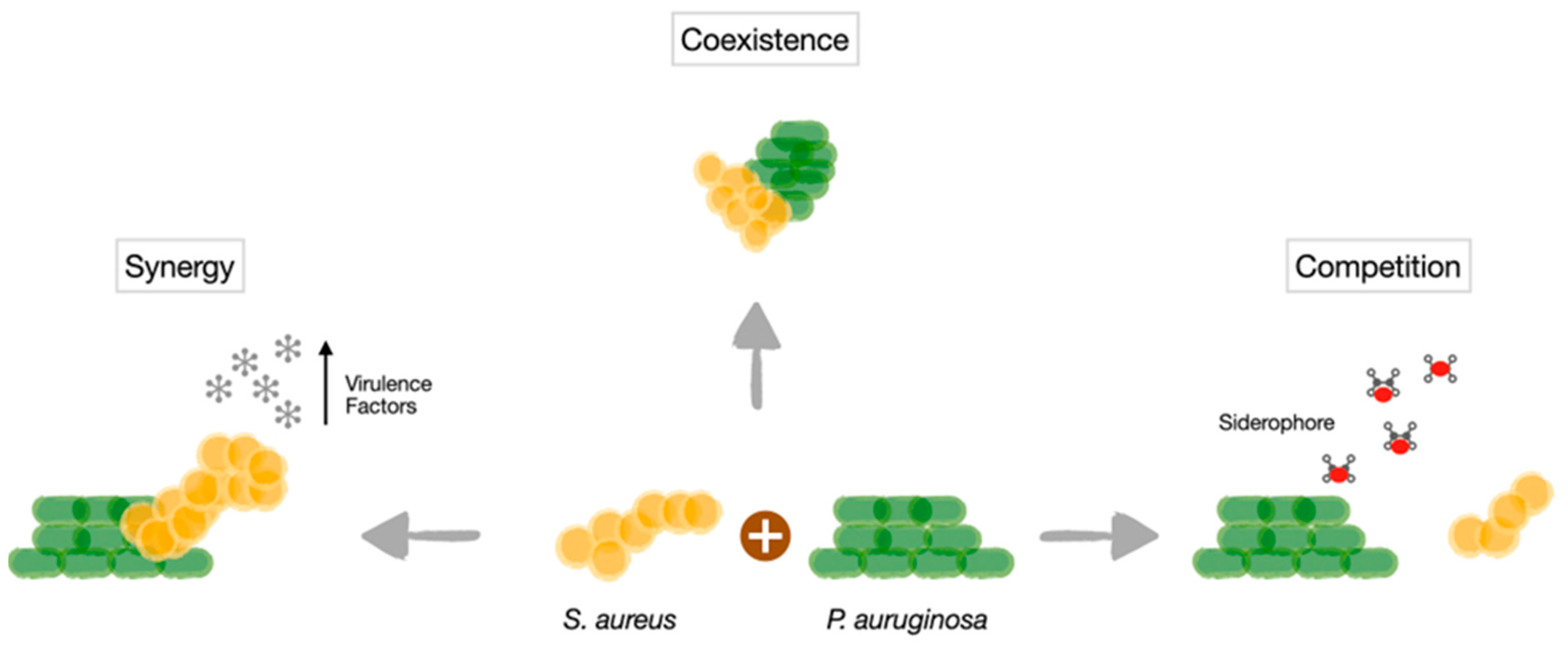 Antibiotics | Free Full-Text | Staphylococcus aureus in