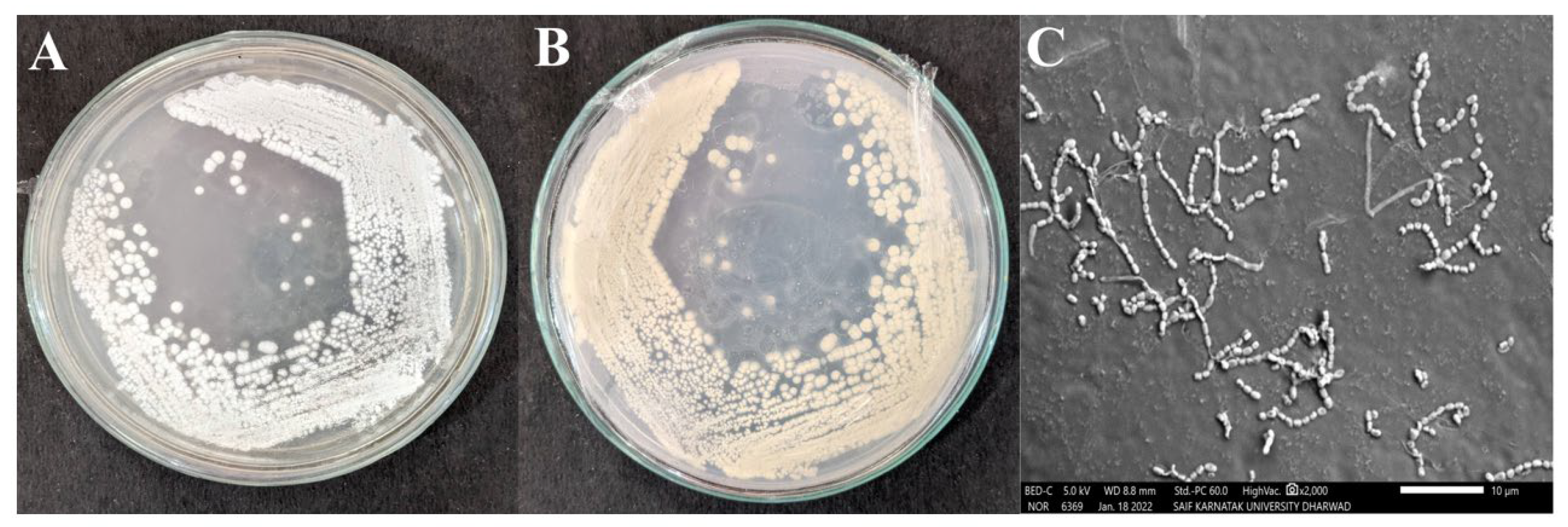 Antibiotics 12 01211 g002 Antibiotics 12 01211 g002