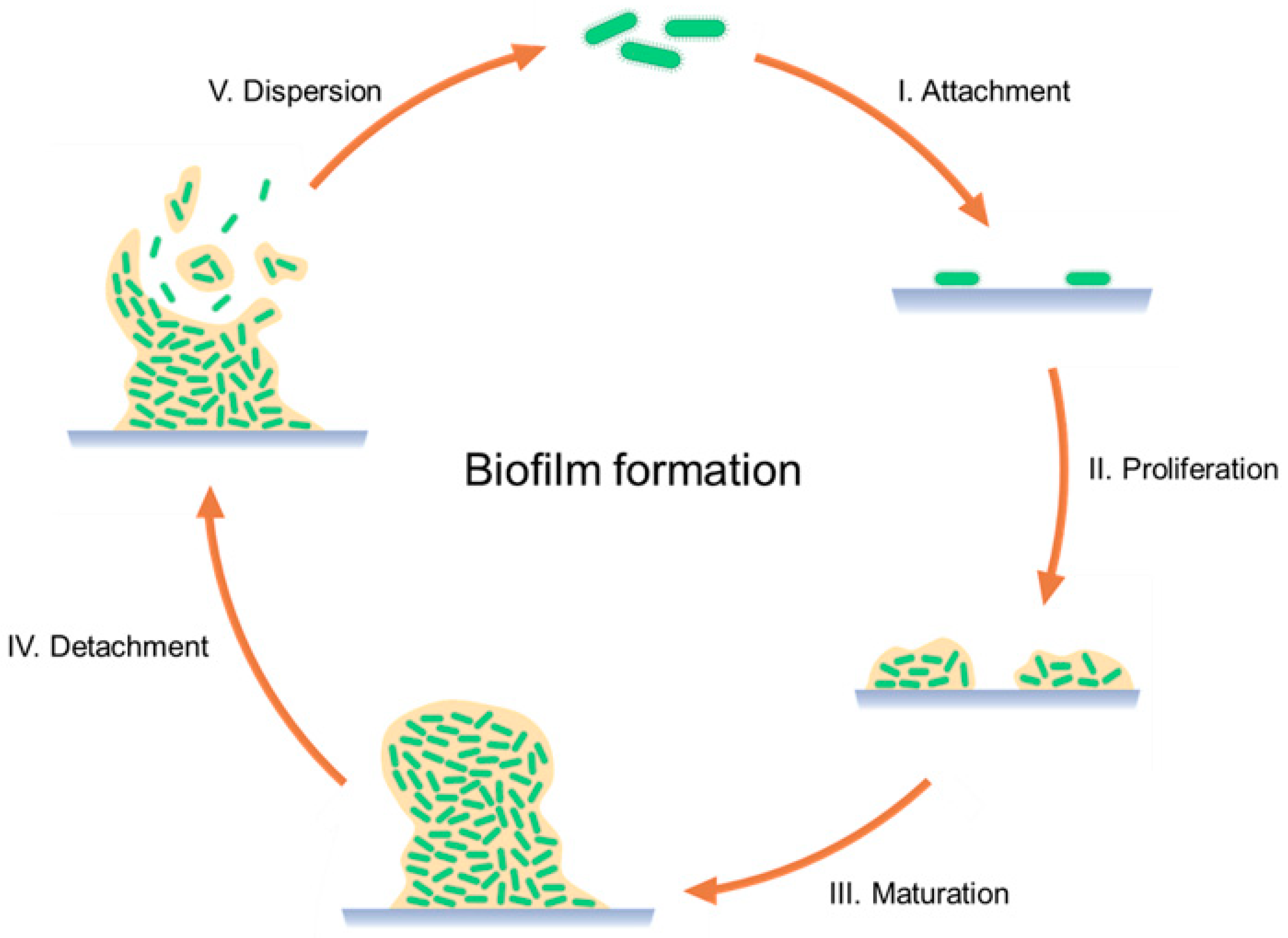 Antibiotics 12 01229 g001