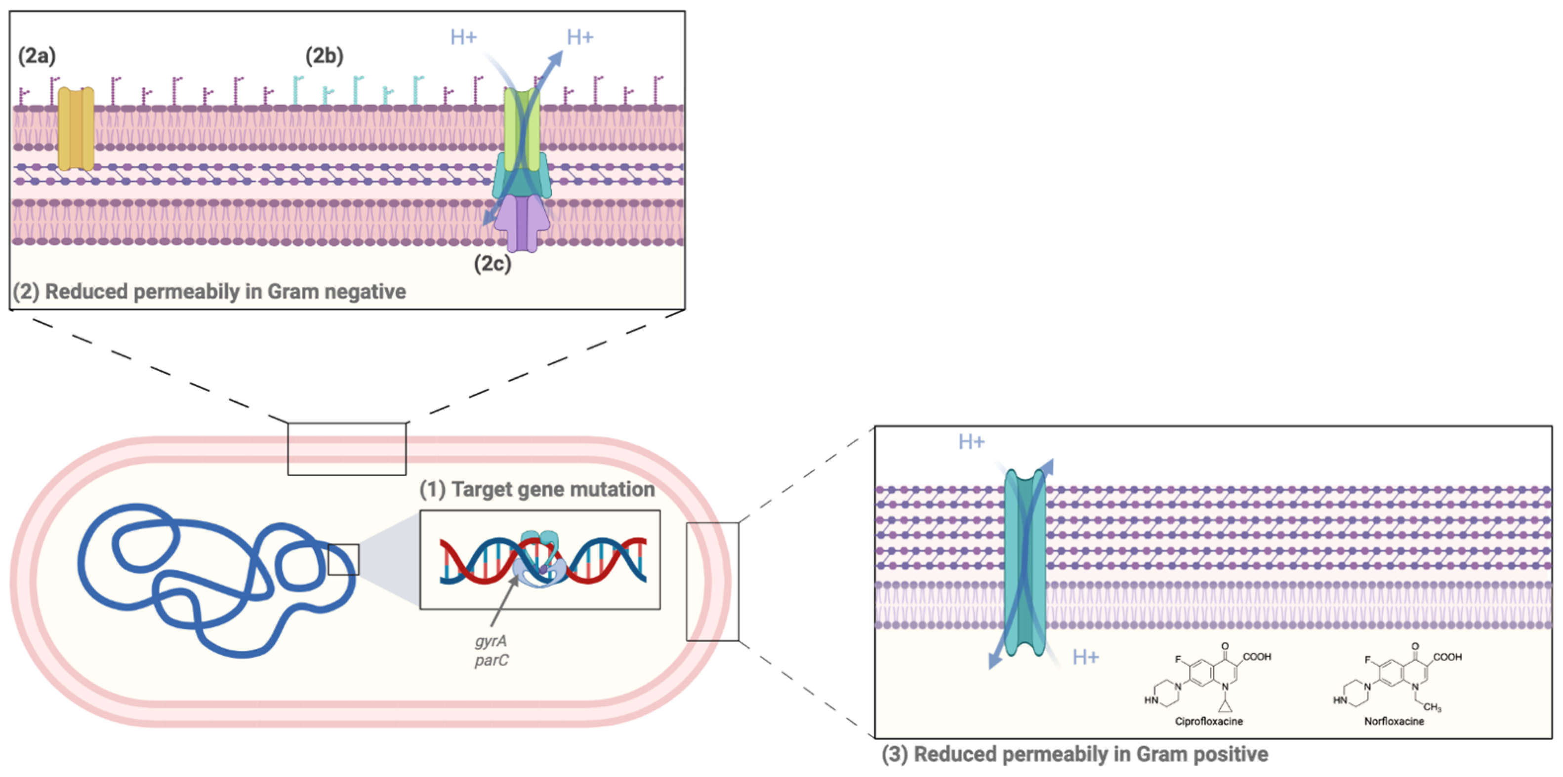 Antibiotics 12 01241 g003 Antibiotics 12 01241 g003