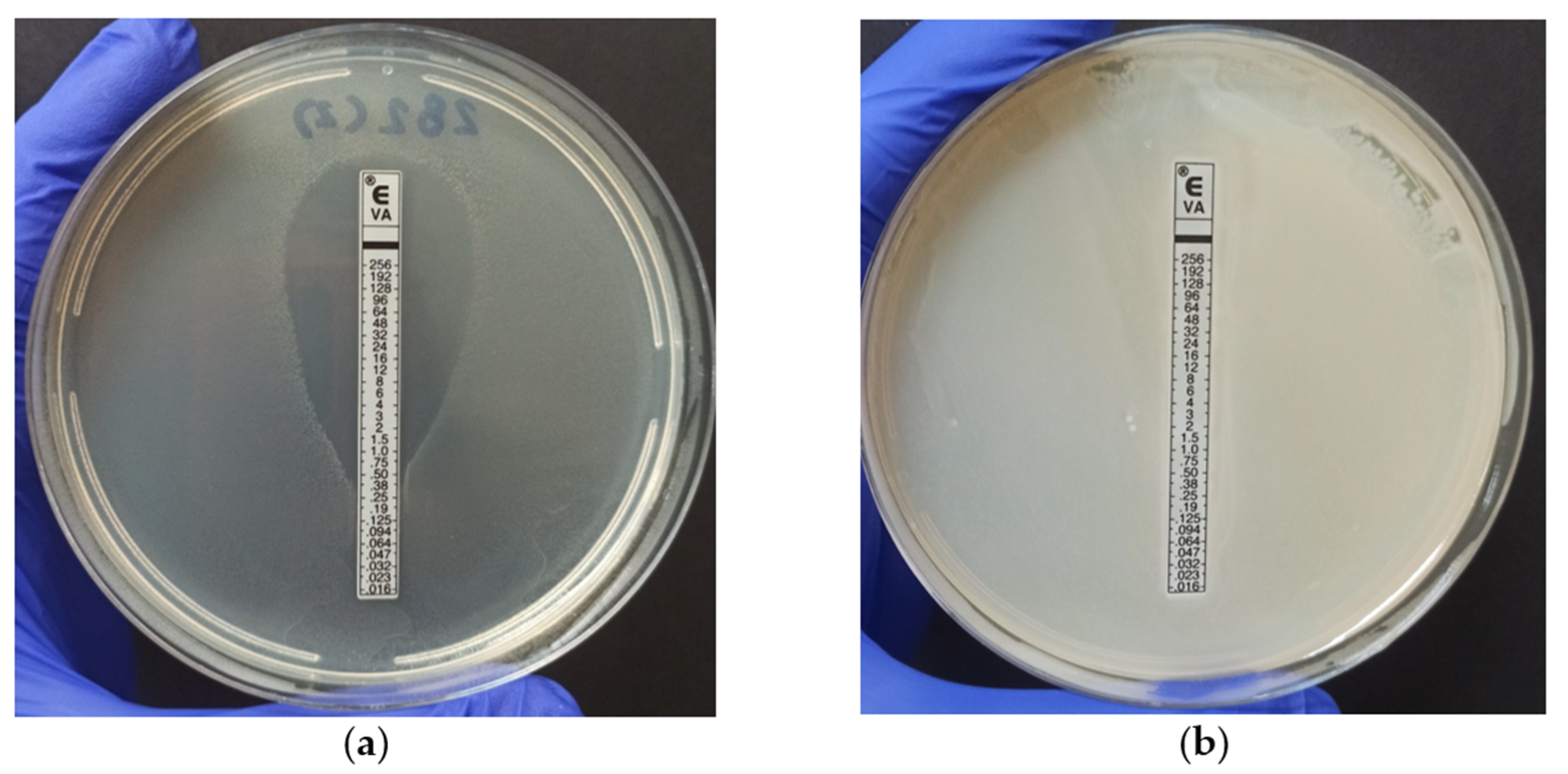 Antibiotics 12 01243 g002