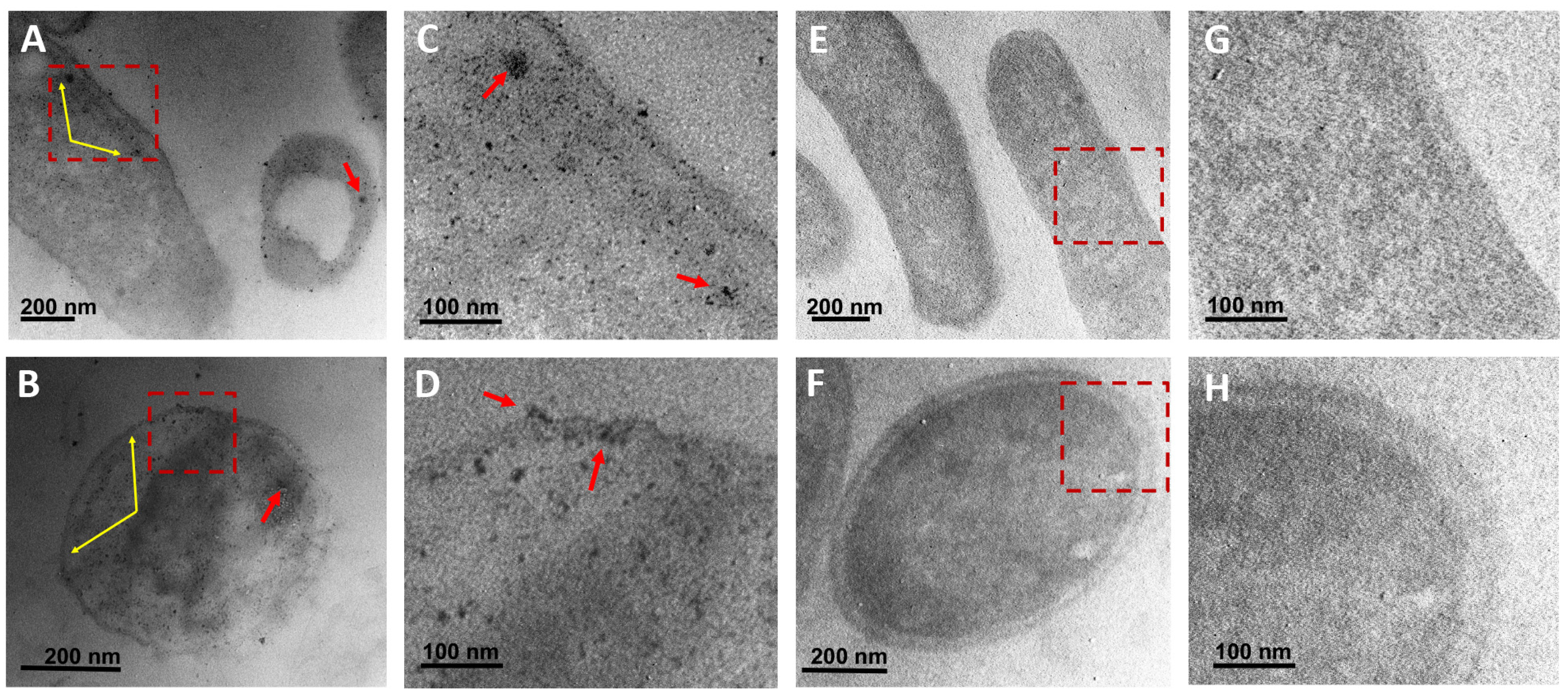 Antibiotics 12 01251 g008