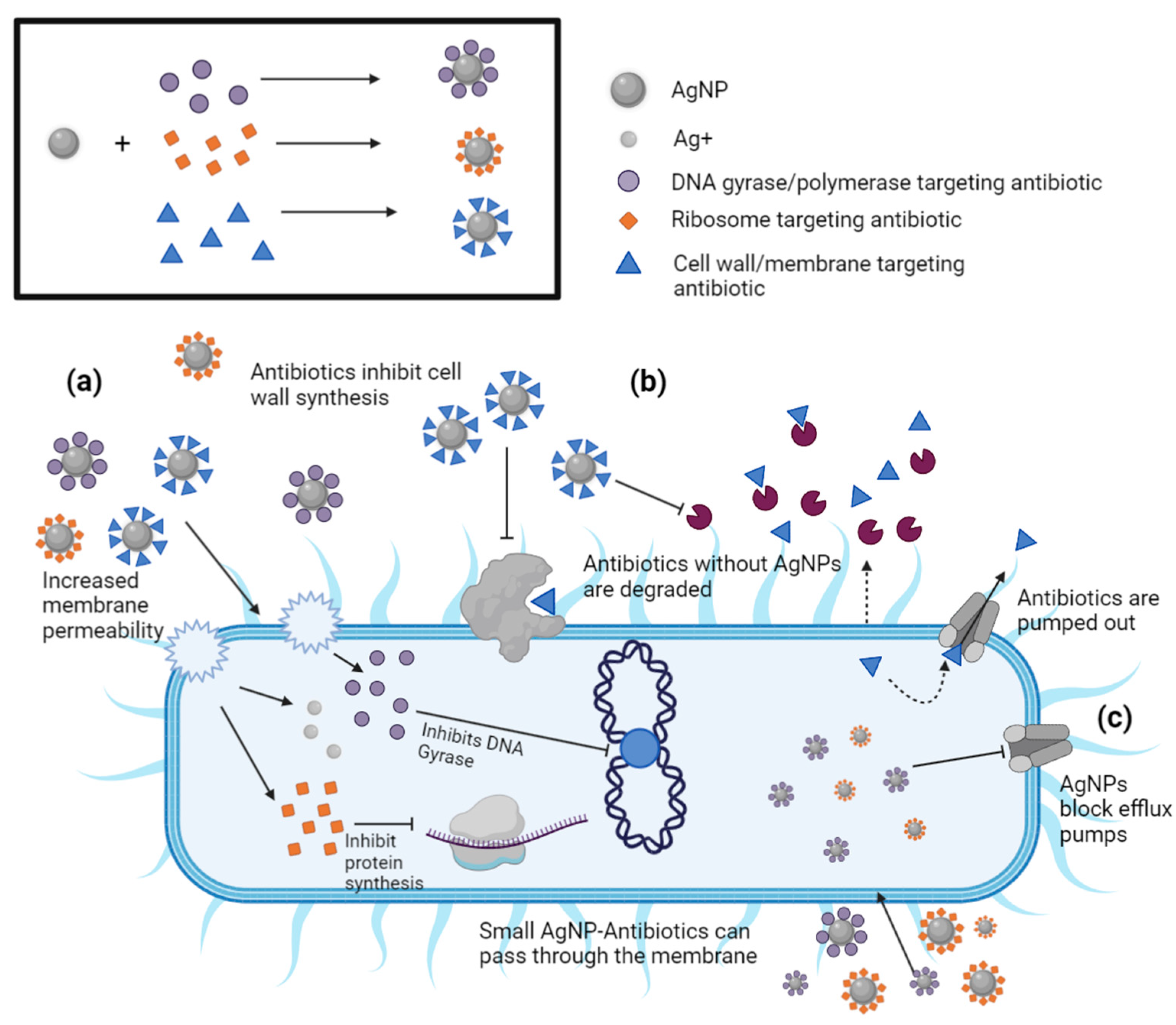Antibiotics 12 01264 g013 Antibiotics 12 01264 g013