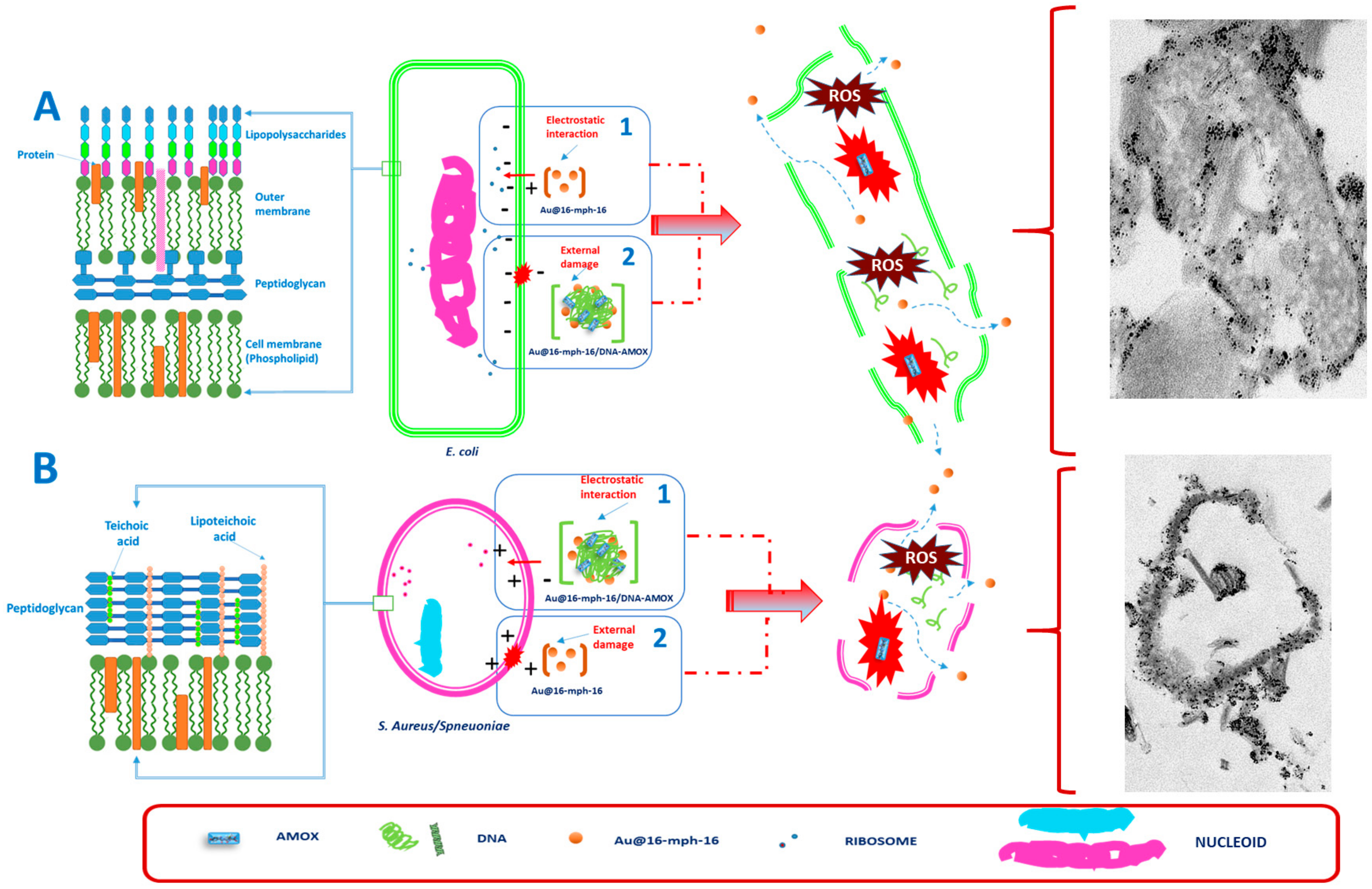 Antibiotics 12 01275 sch003 Antibiotics 12 01275 sch003