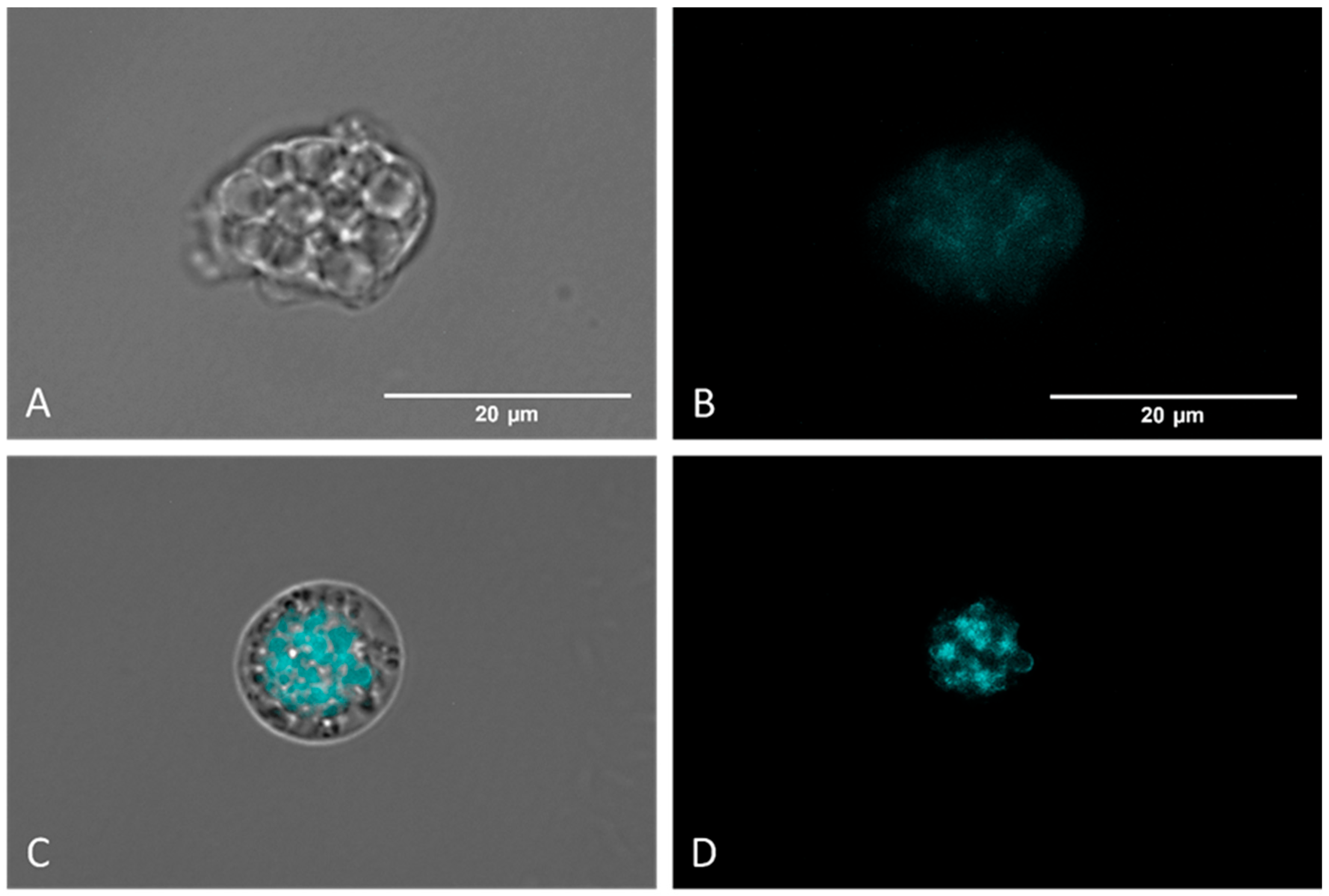 Antibiotics 12 01280 g008 Antibiotics 12 01280 g008