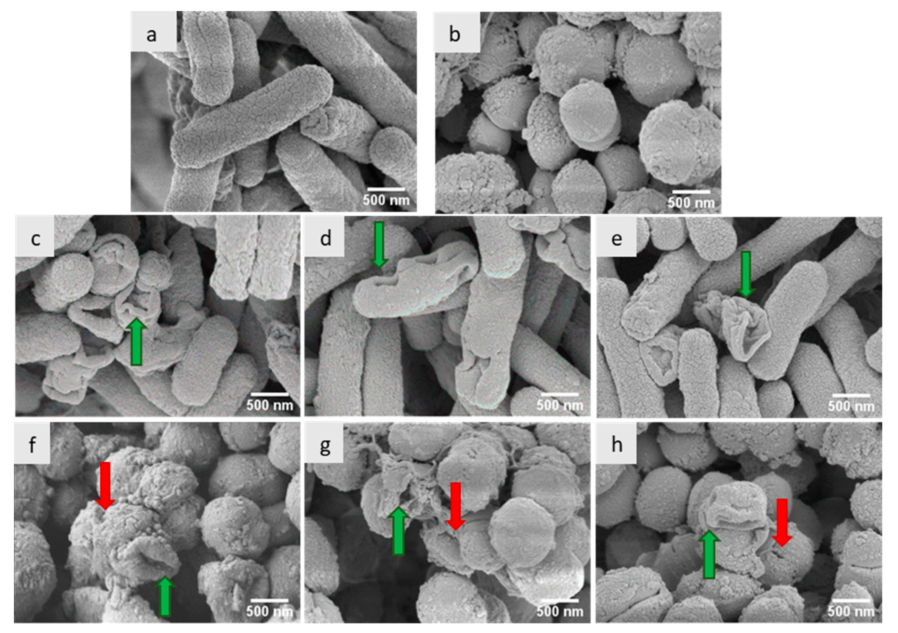 Antibiotics 12 01320 g003