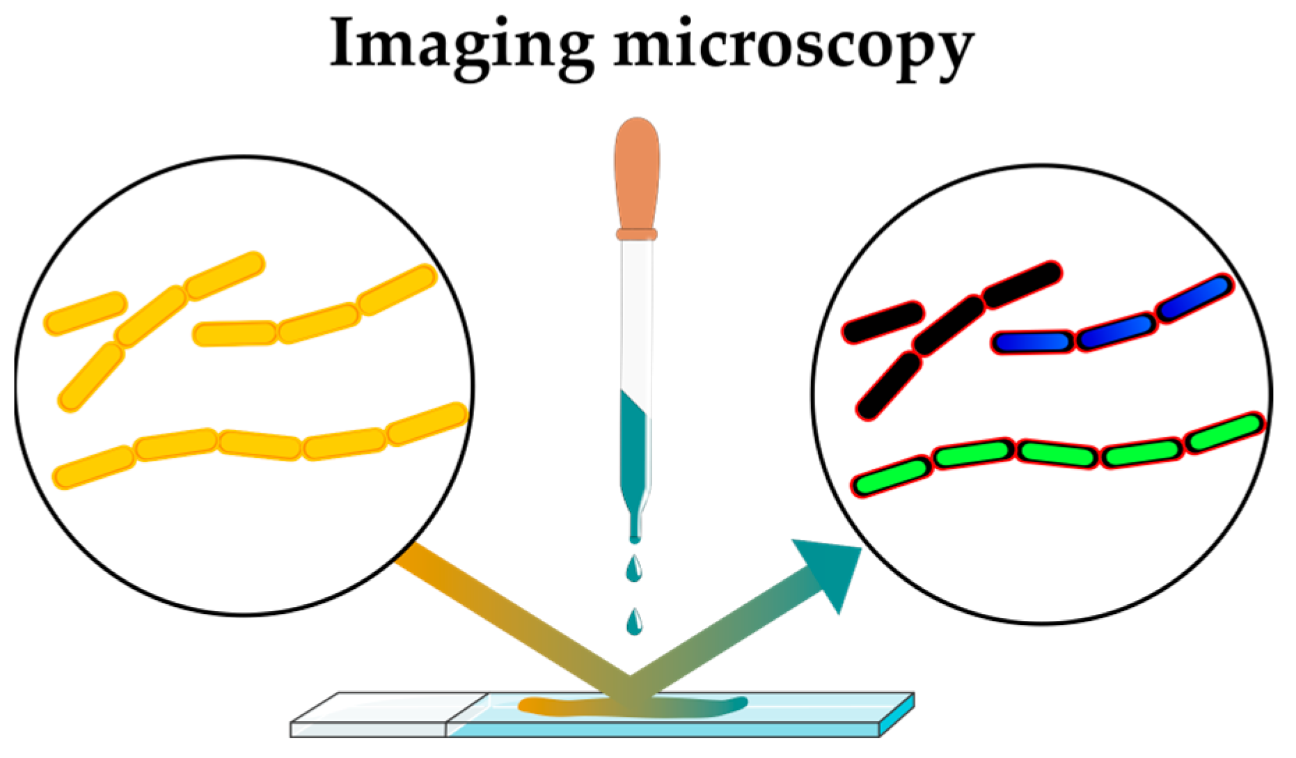 Antibiotics 12 01340 g005