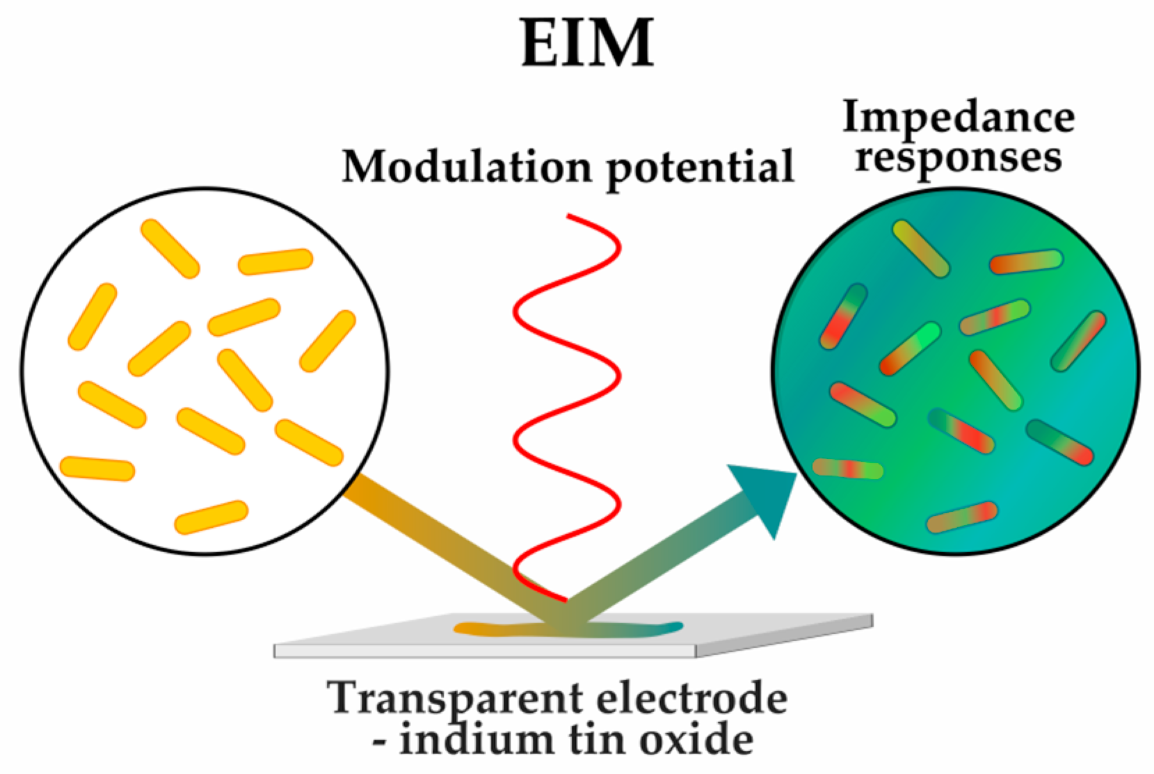 Antibiotics 12 01340 g010