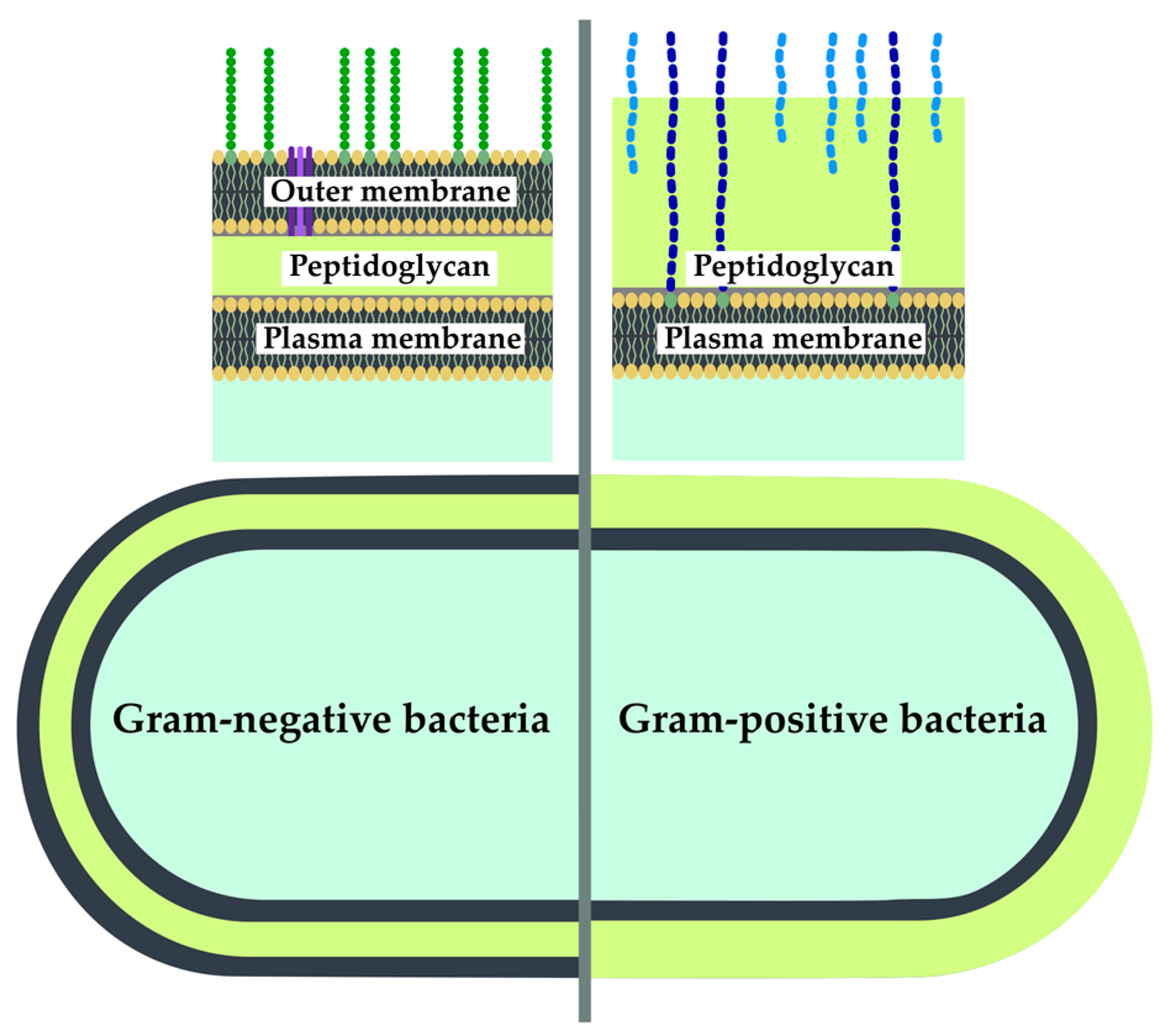 Antibiotics 12 01340 g014
