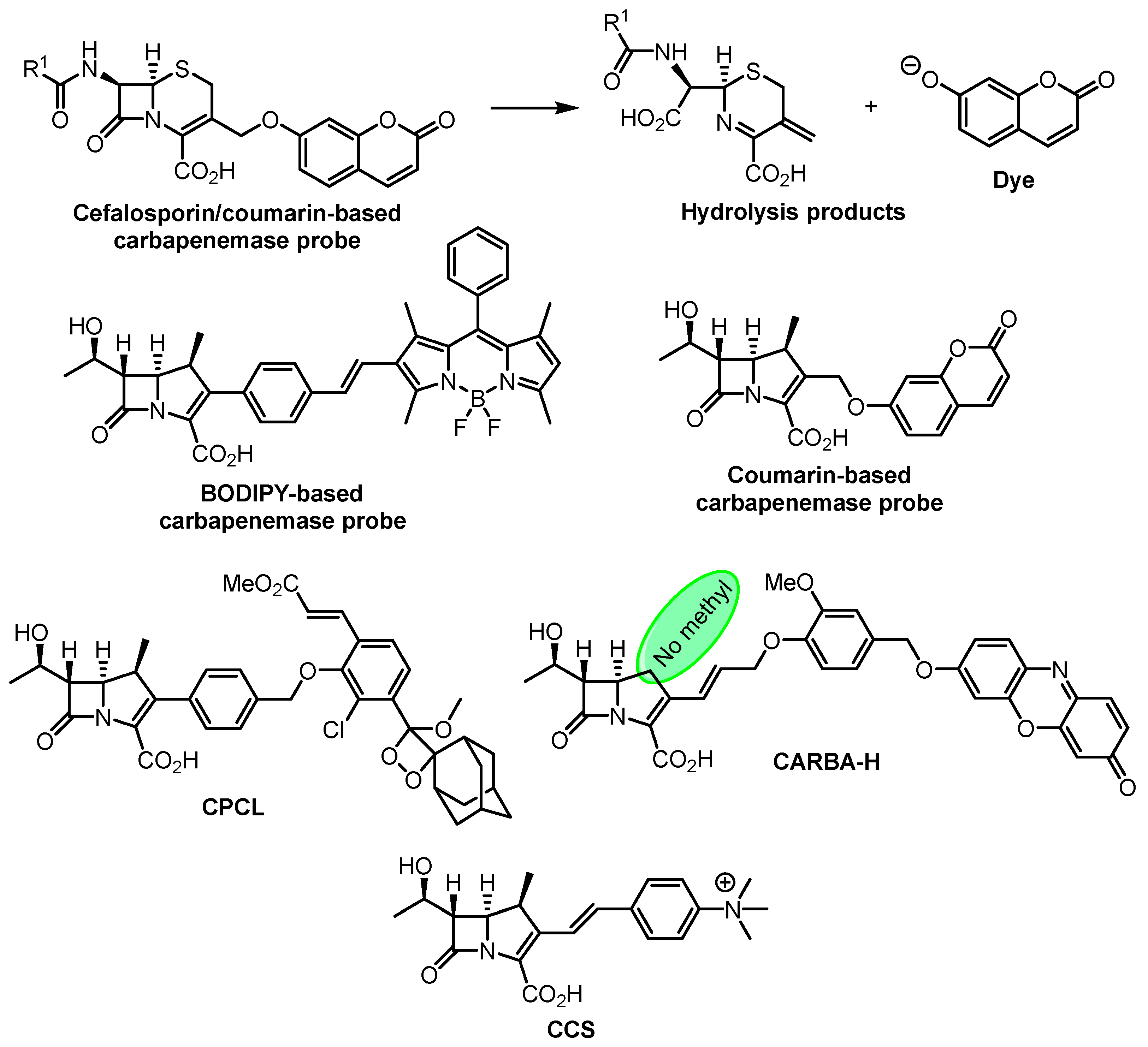 Antibiotics 12 01340 g018