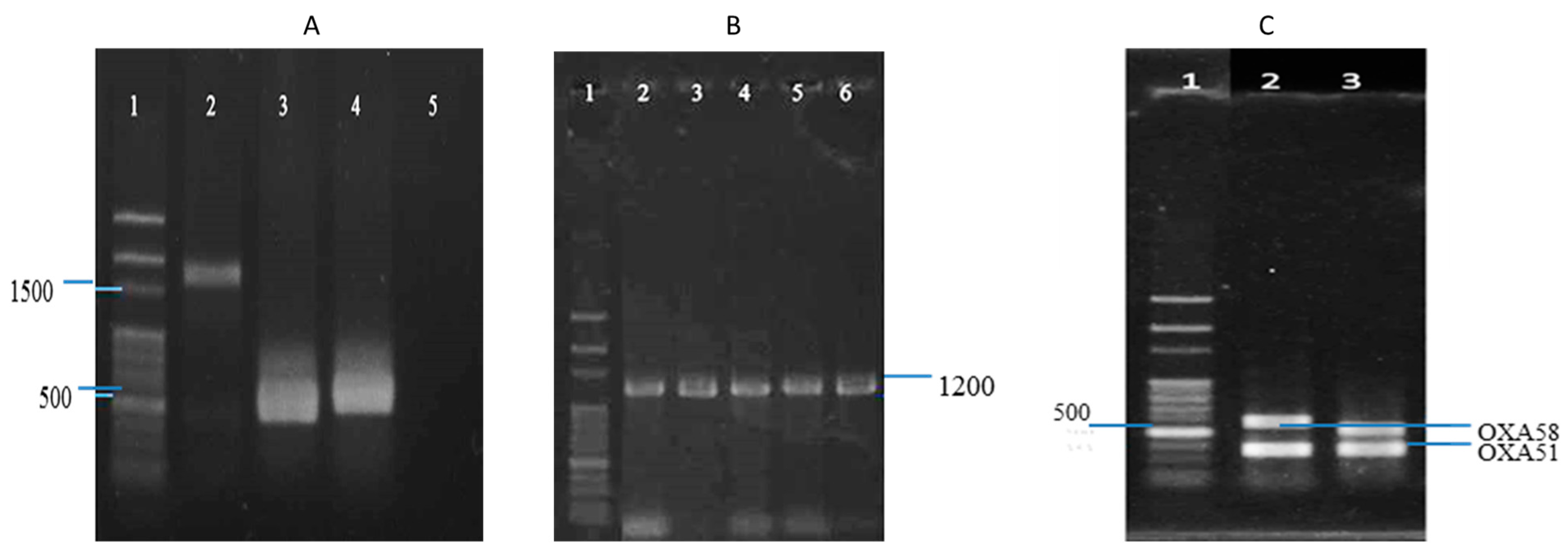 Antibiotics 12 01357 g002