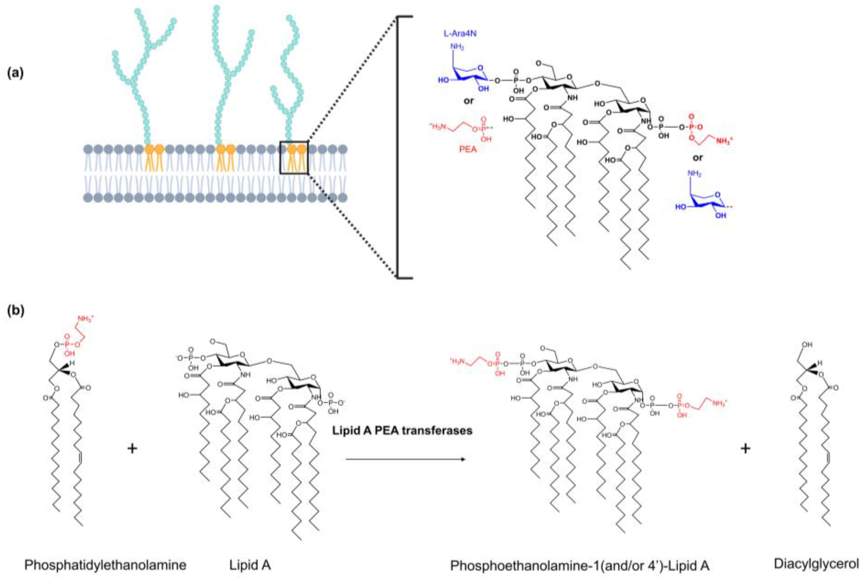 Antibiotics 12 01382 g001 Antibiotics 12 01382 g001