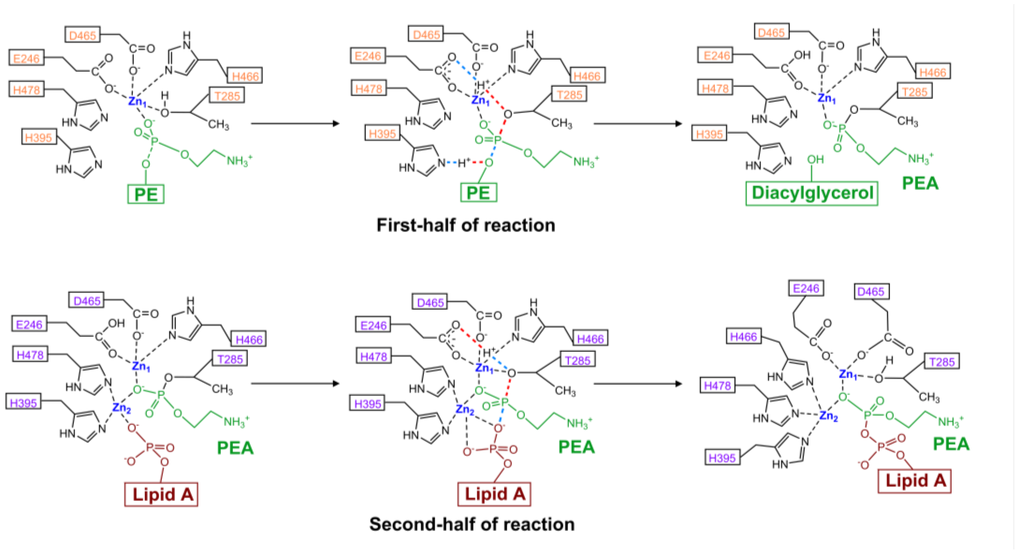 Antibiotics 12 01382 g007 Antibiotics 12 01382 g007