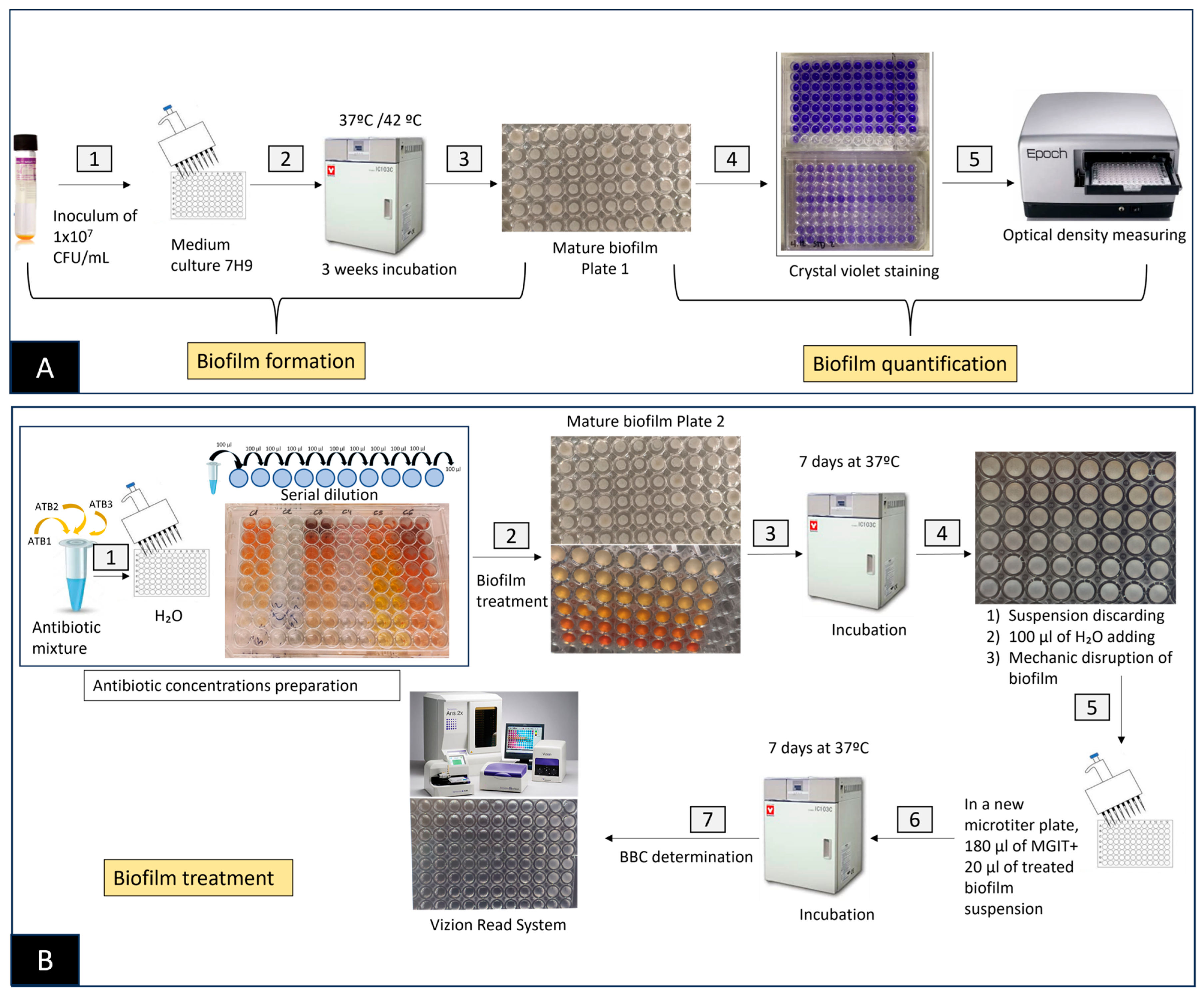Antibiotics 12 01409 g001