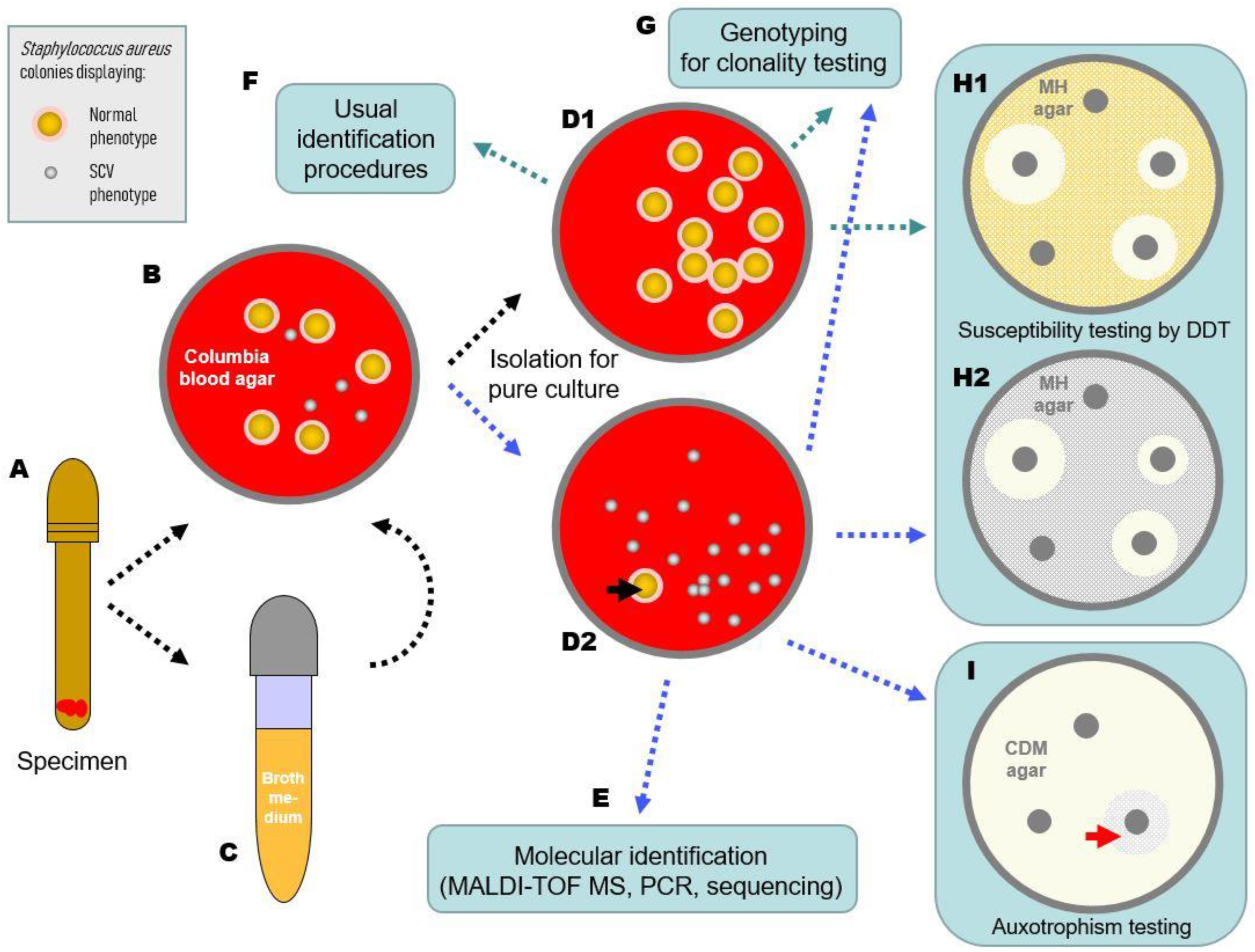 Antibiotics 12 01446 g001 Antibiotics 12 01446 g001