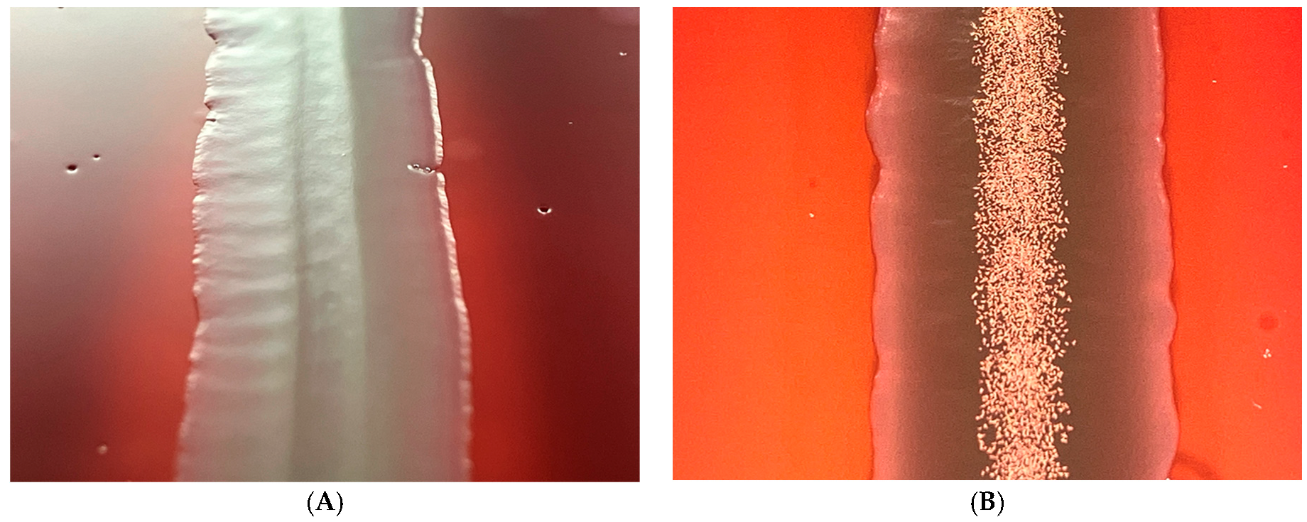 Antibiotics 12 01462 g002