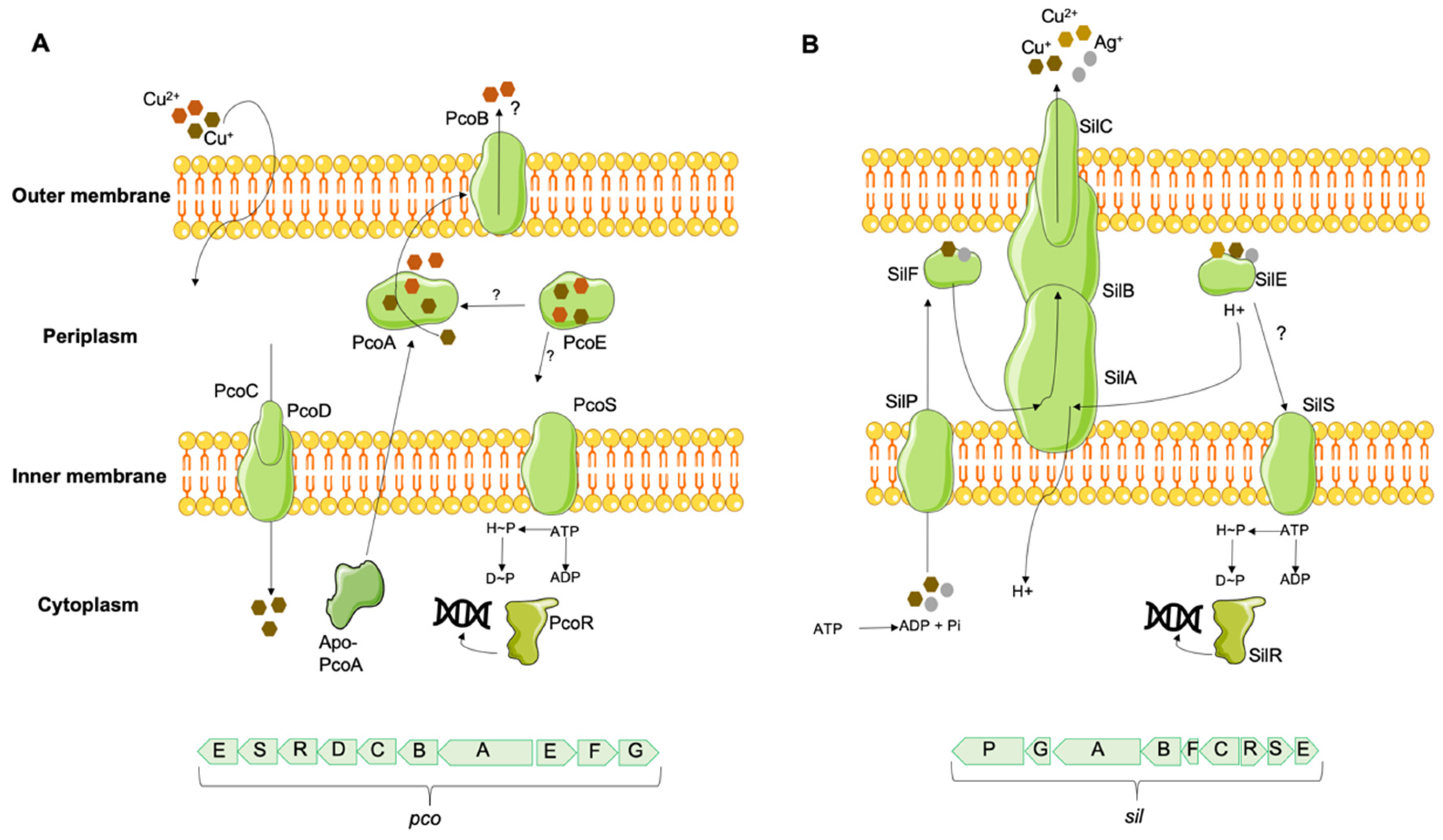 Antibiotics 12 01474 g003