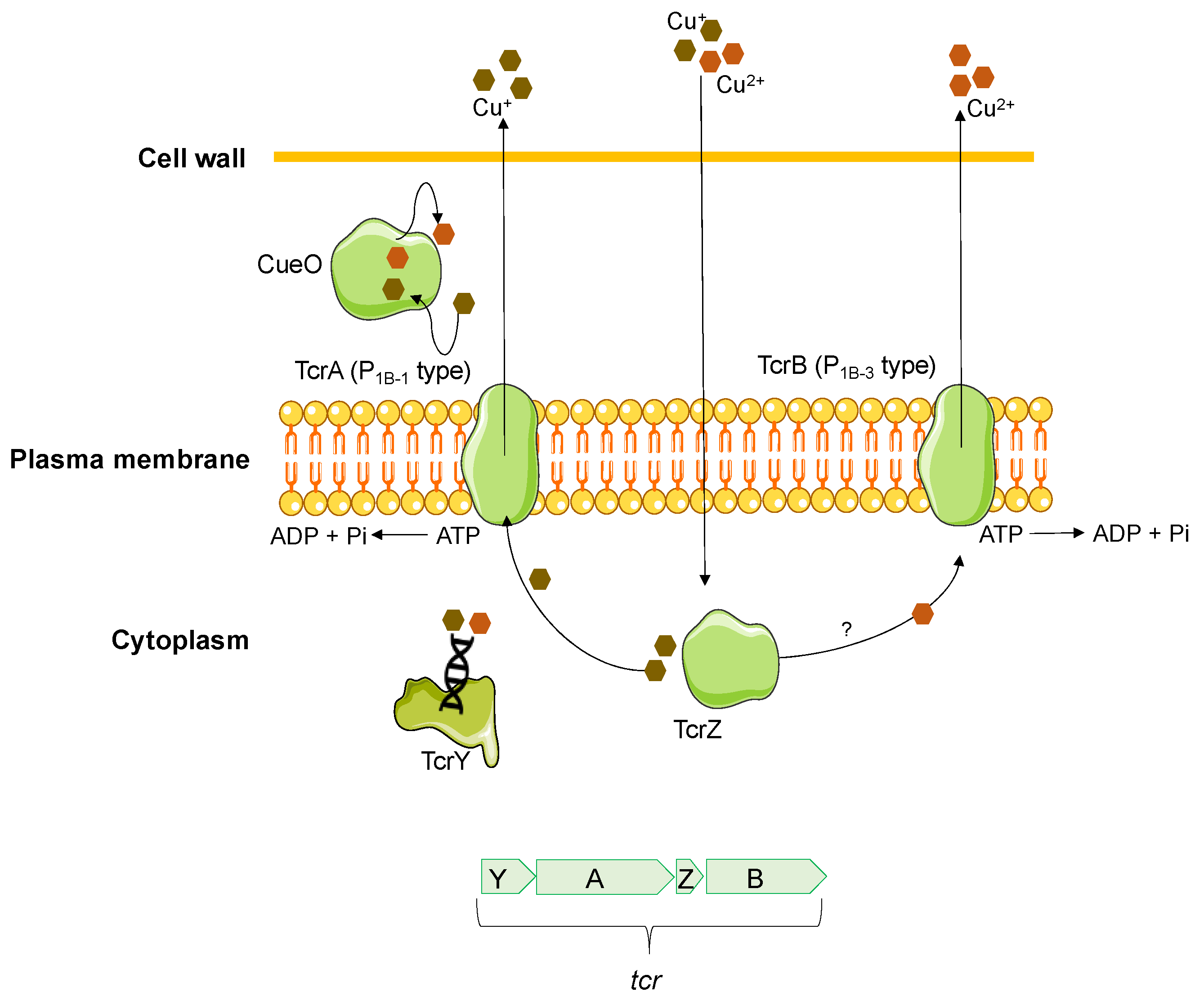 Antibiotics 12 01474 g004