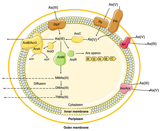 Unraveling the Role of Metals and Organic Acids in Bacterial