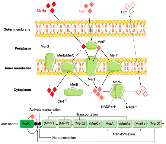 Unraveling the Role of Metals and Organic Acids in Bacterial