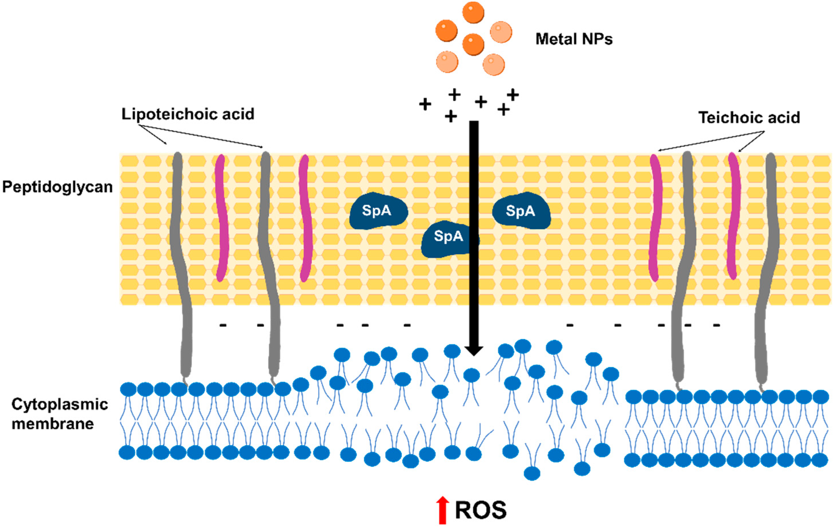 Antibiotics 12 01477 g001