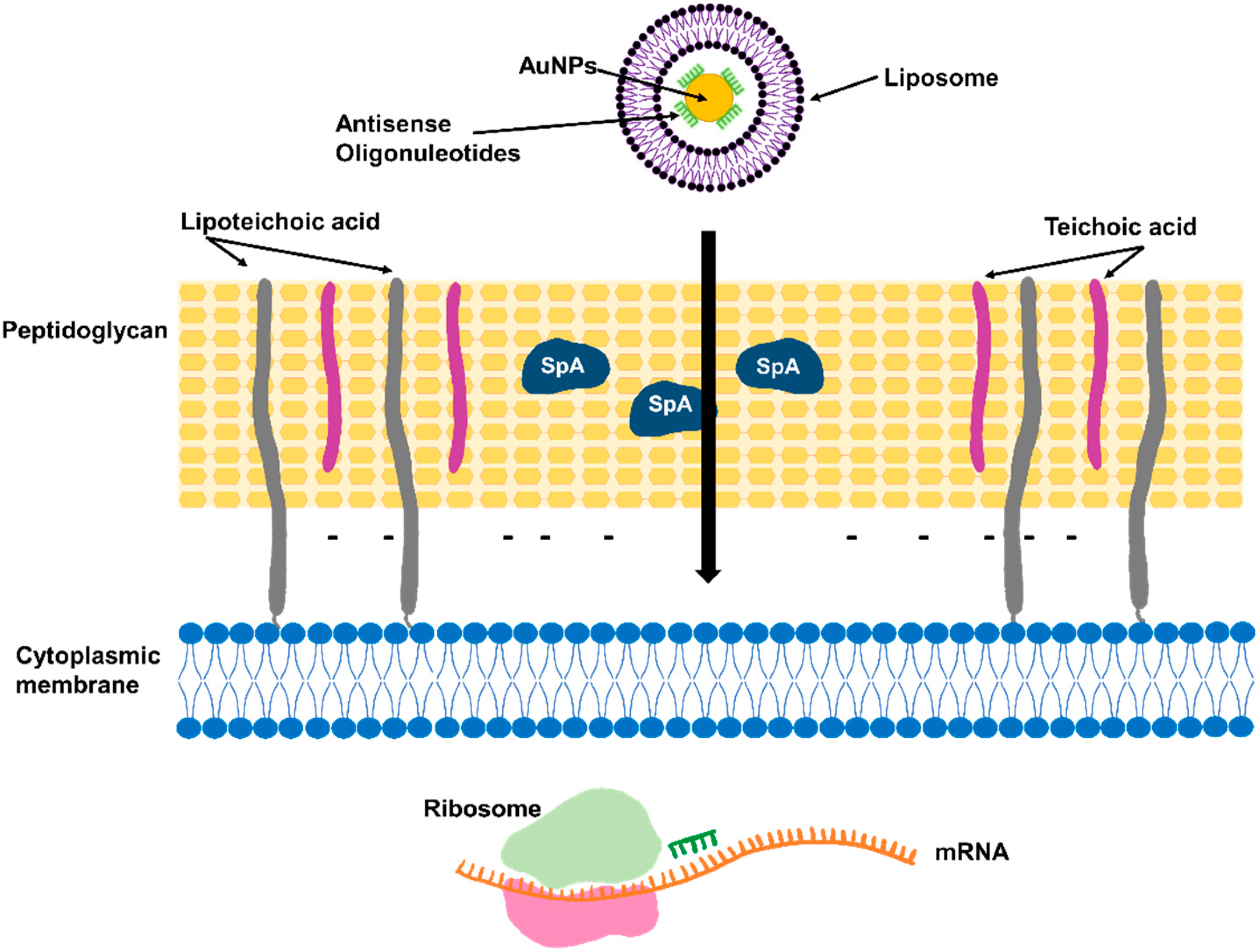 Antibiotics 12 01477 g002
